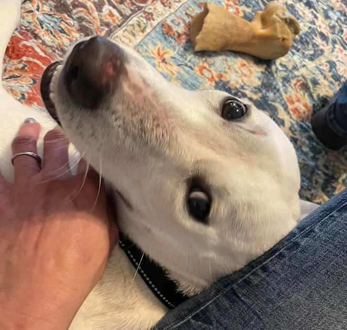 Snow White, a Adoptable mixed breed in Inez, TX image 3/4