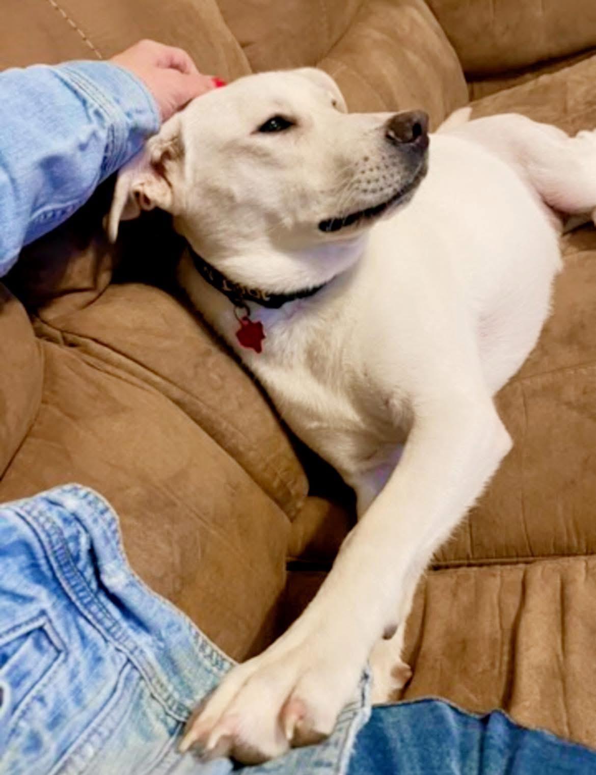 Enlarge Snow White, a Adoptable mixed breed in Inez, TX image 4/6