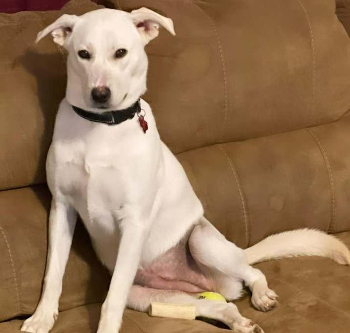 Snow White, a Adoptable mixed breed in Inez, TX image 4/4