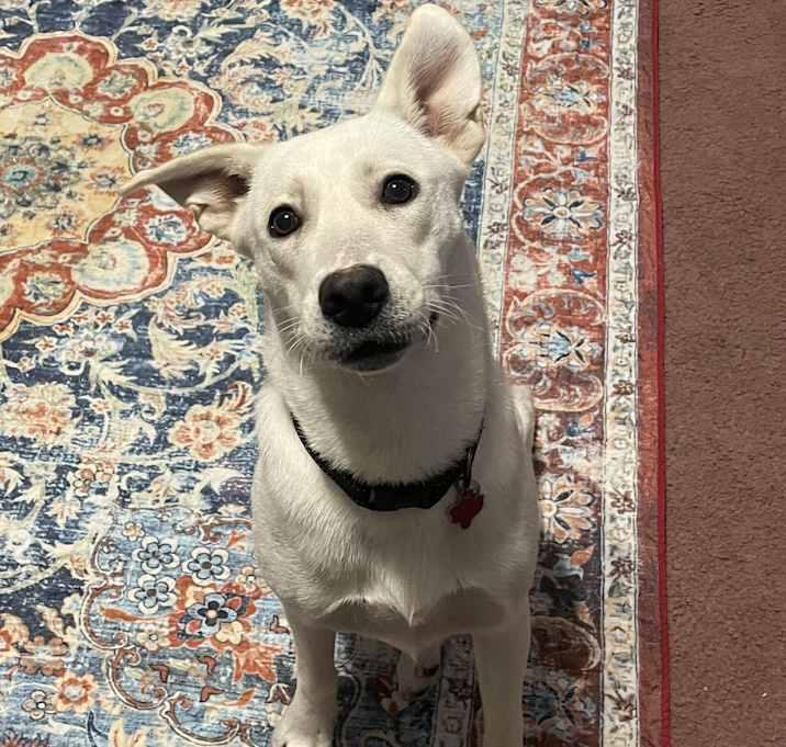 Snow White, a Adoptable mixed breed in Inez, TX image 1/4