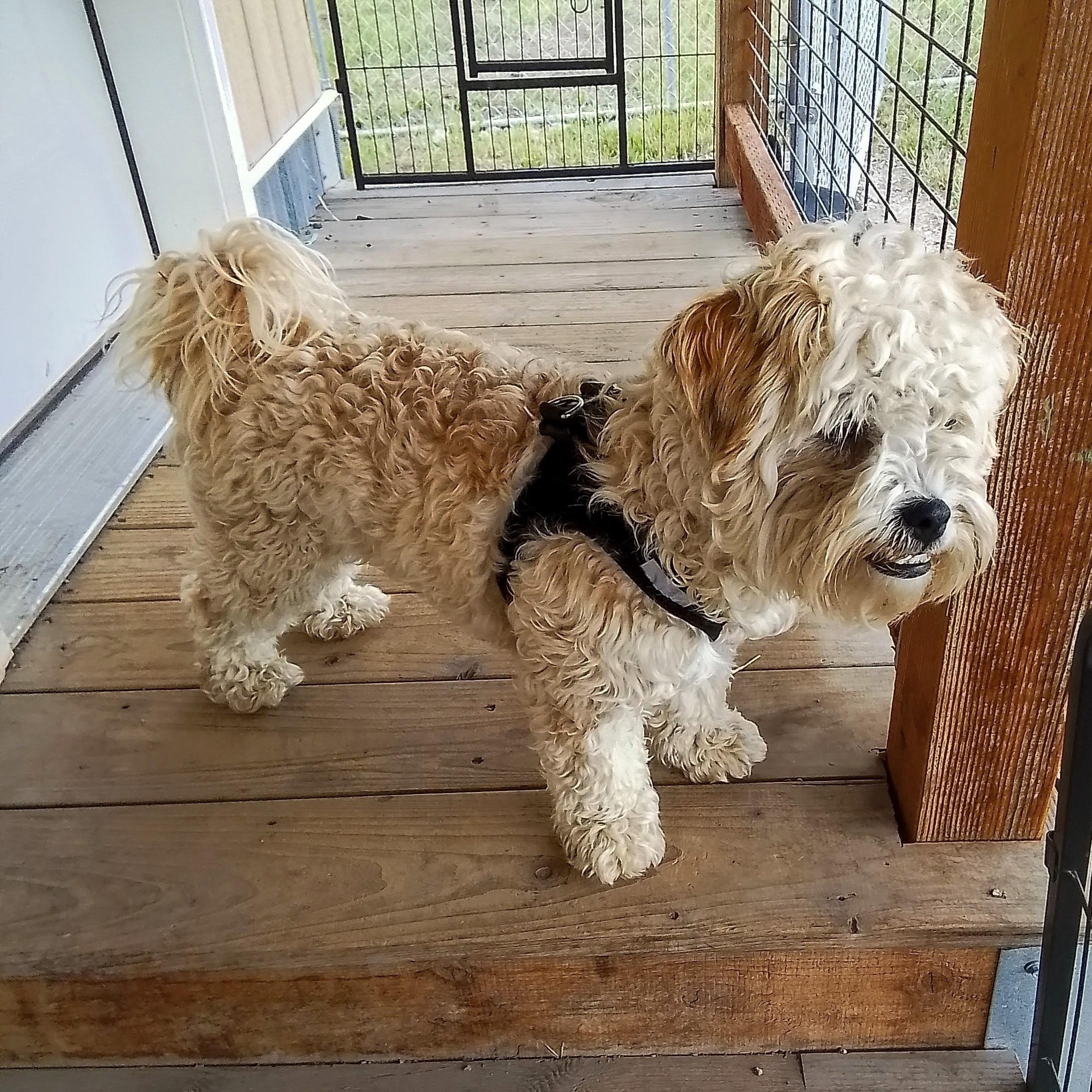 Enlarge Taffy, an adopted mixed breed in Oroville, WA image 4/4