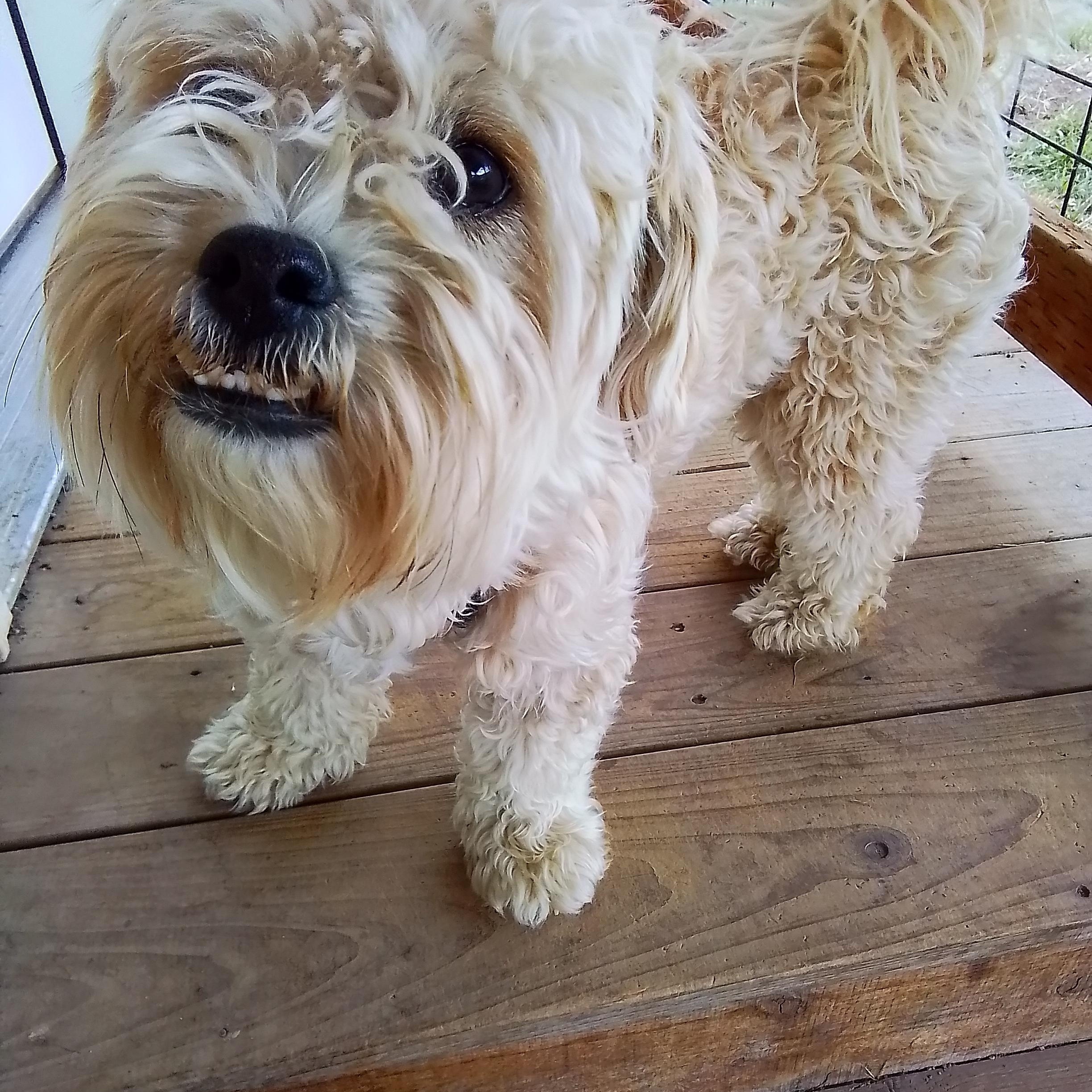 Enlarge Taffy, an adopted mixed breed in Oroville, WA image 1/4