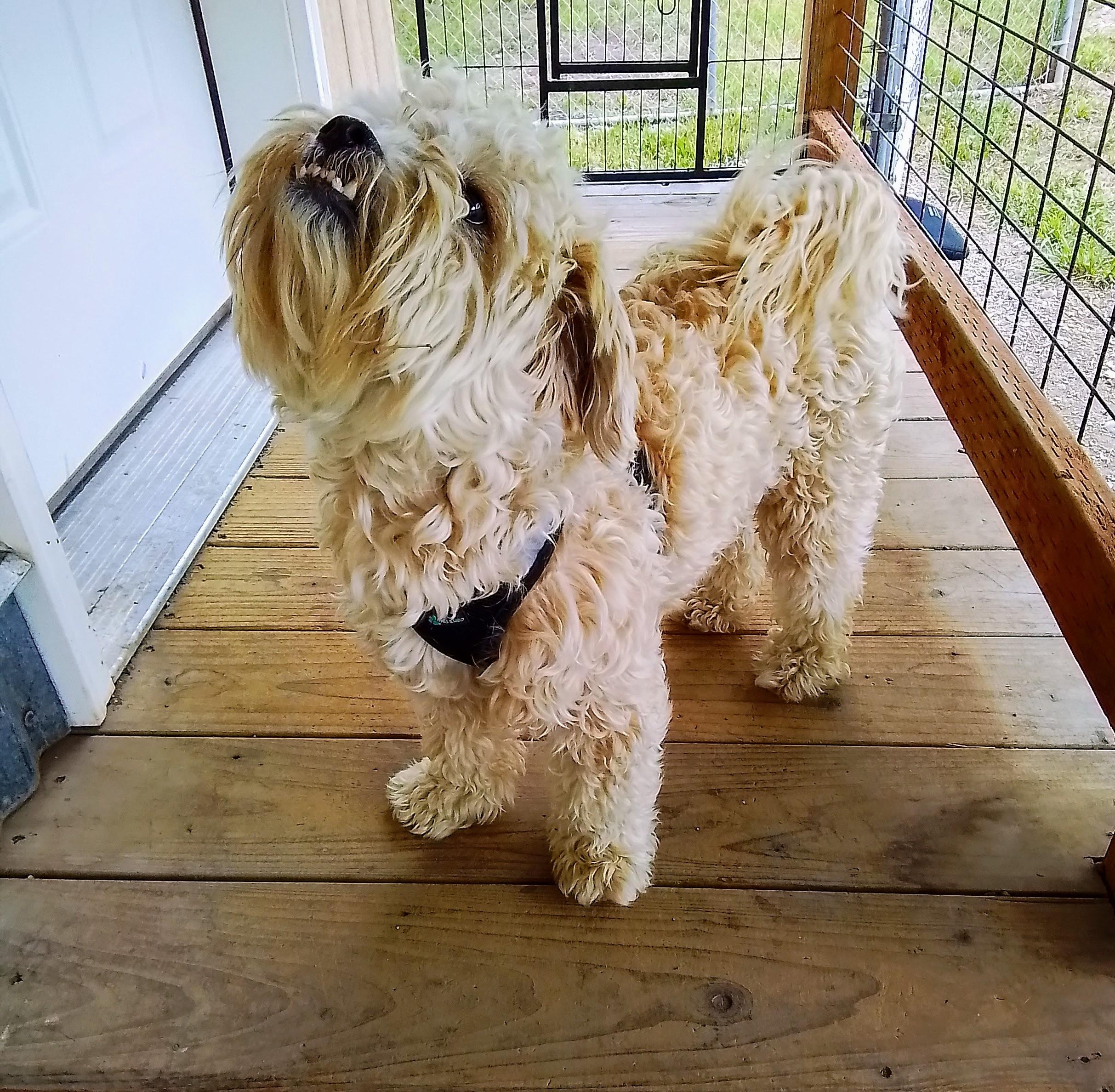 Enlarge Taffy, an adopted mixed breed in Oroville, WA image 3/4
