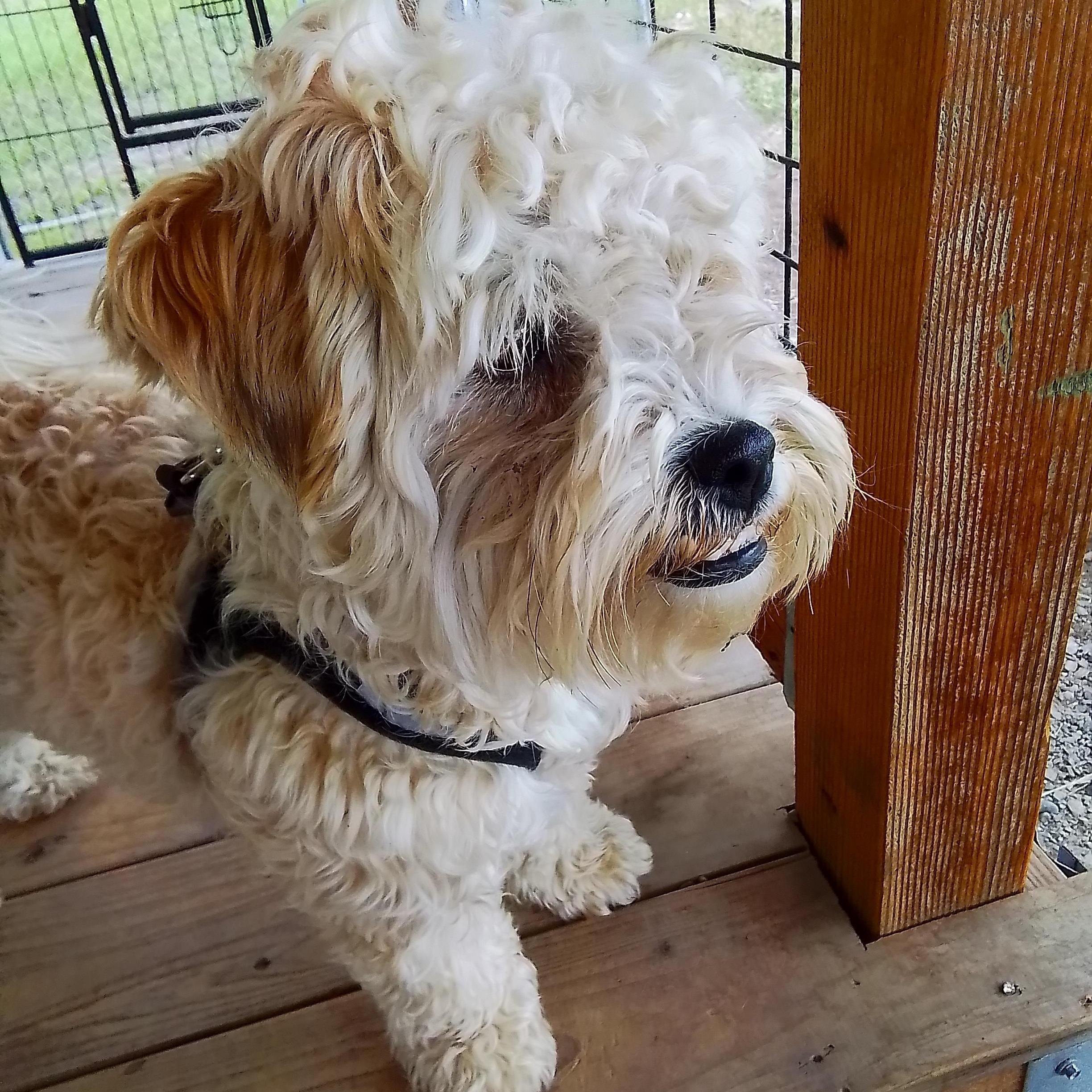 Enlarge Taffy, an adopted mixed breed in Oroville, WA image 2/4