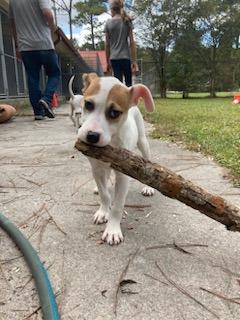Enlarge Rain, a Adopted mixed breed in Hardeeville, SC image 2/2