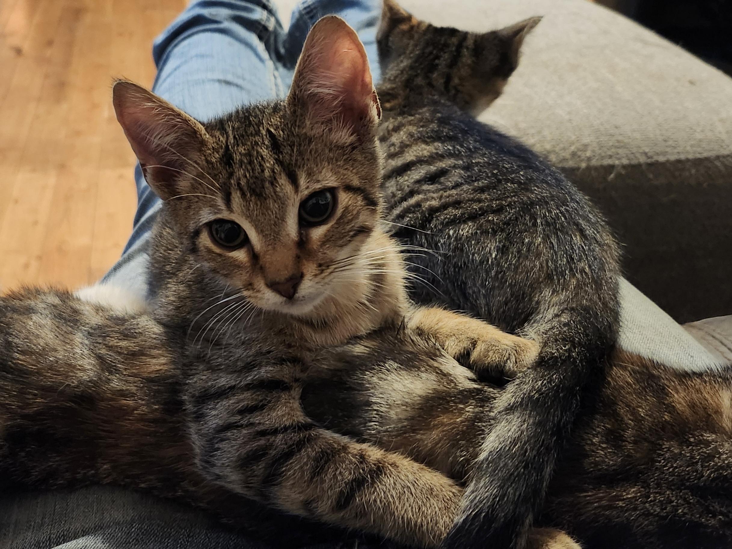 Enlarge Smitty, a Adoptable Domestic Short Hair in Morganton, NC image 4/6