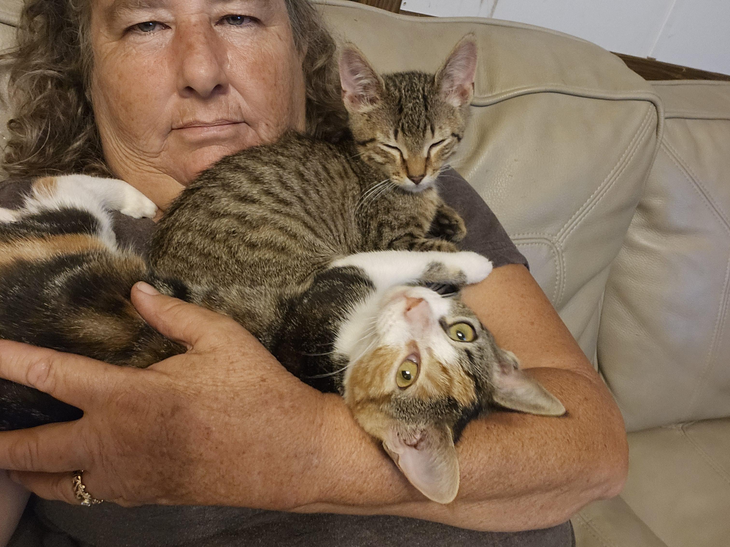 Enlarge Smitty, a Adoptable Domestic Short Hair in Morganton, NC image 3/6