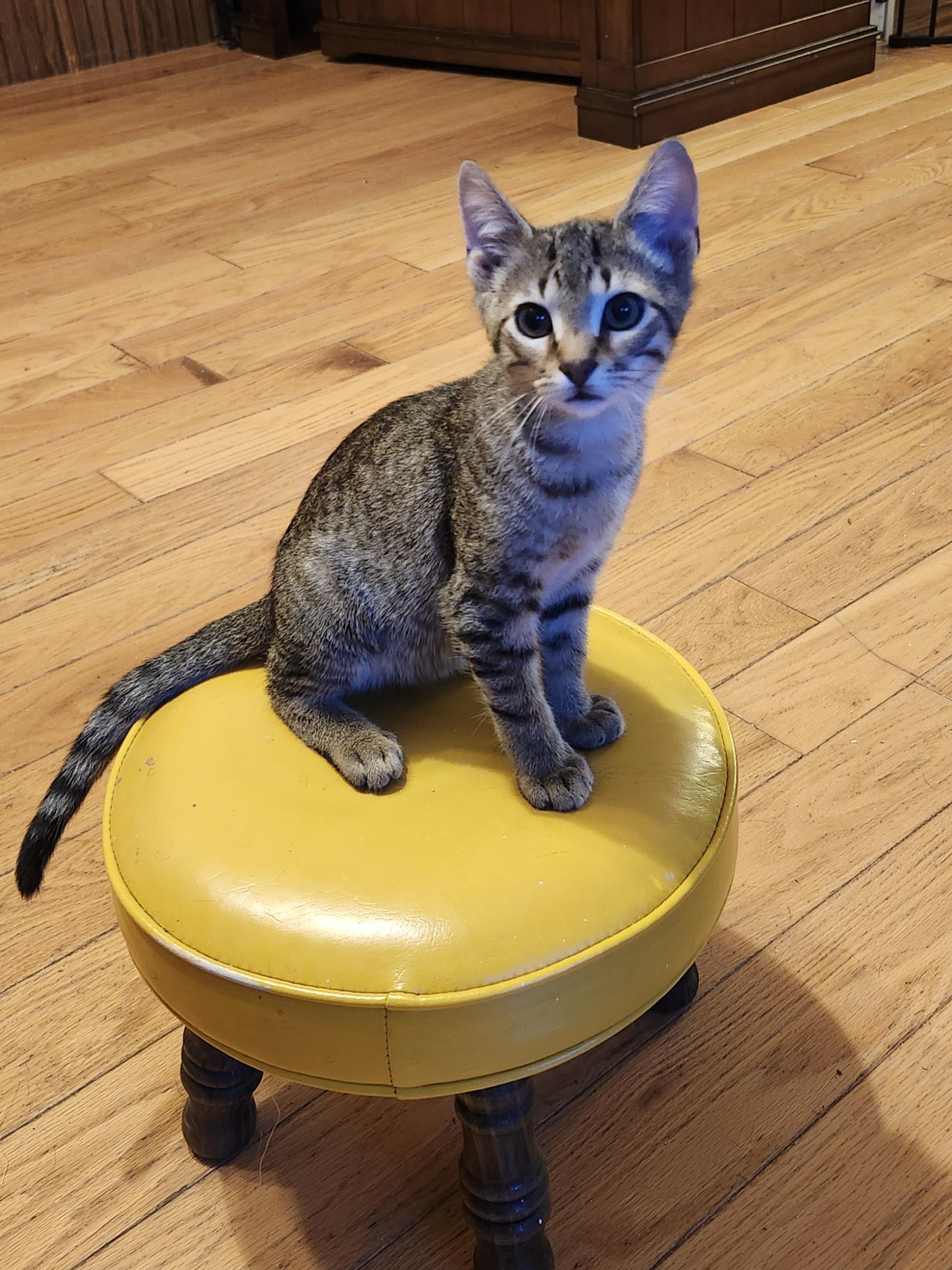 Smitty, Adoptable, Young Male Domestic Short Hair.