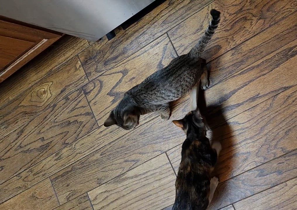 Enlarge Smitty, a Adoptable Domestic Short Hair in Morganton, NC video 6/6