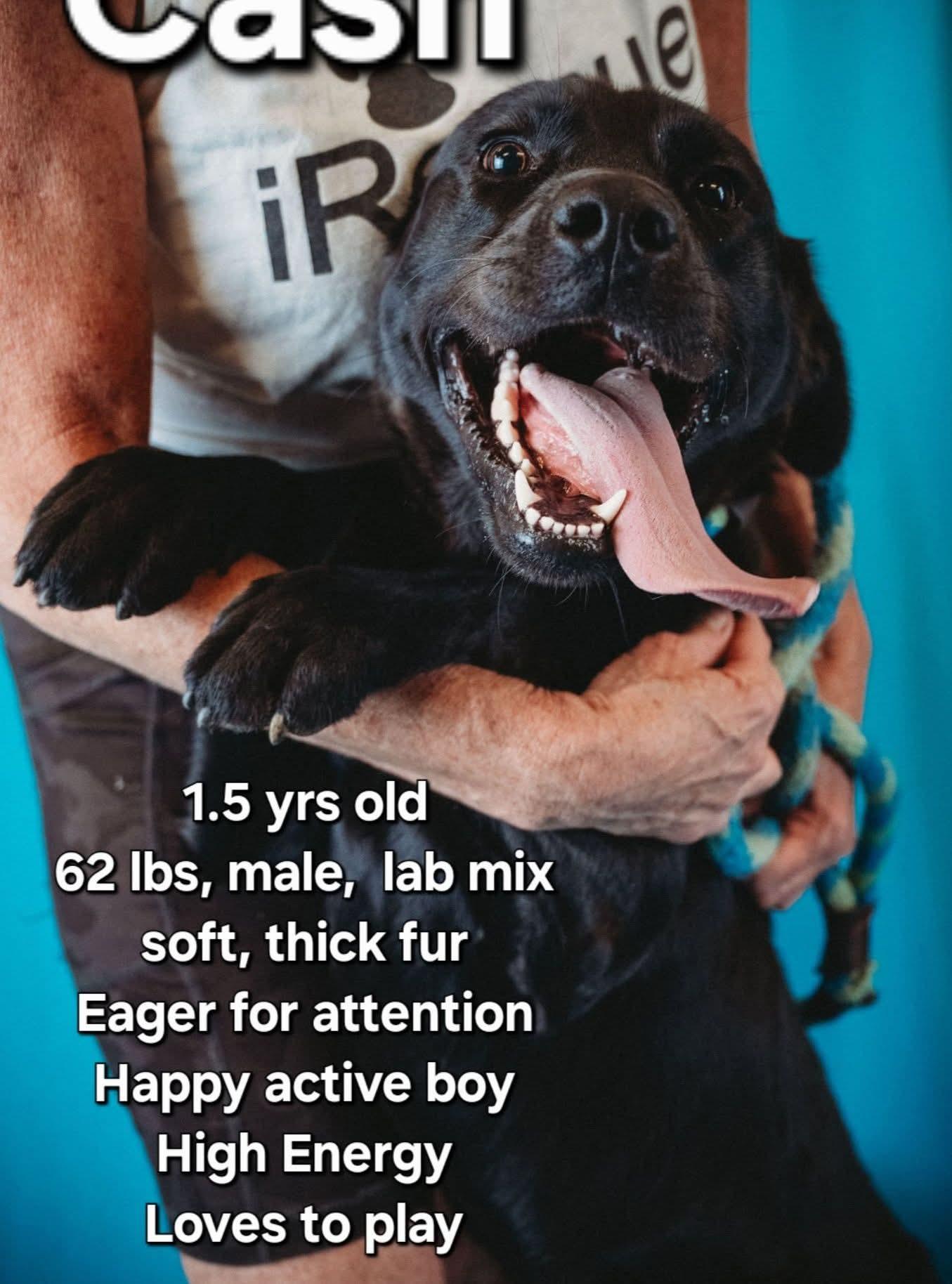 Enlarge Cash, a Adoptable Black Labrador Retriever in Ashland, KY image 1/1