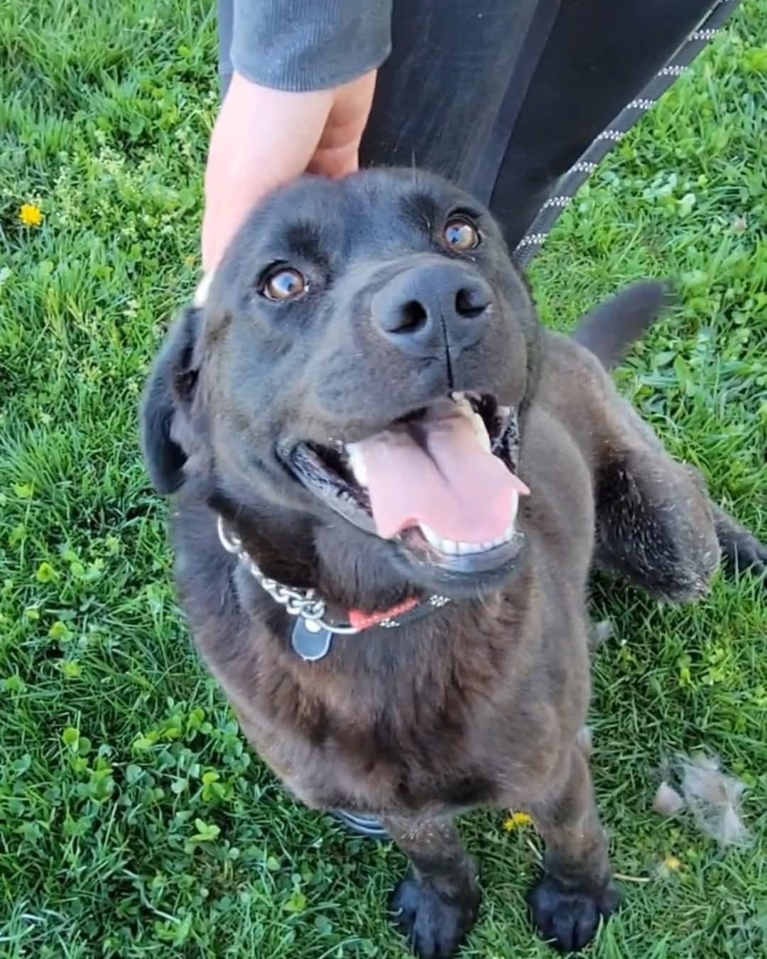 Enlarge Cash, a Adoptable Black Labrador Retriever in Ashland, KY image 1/1