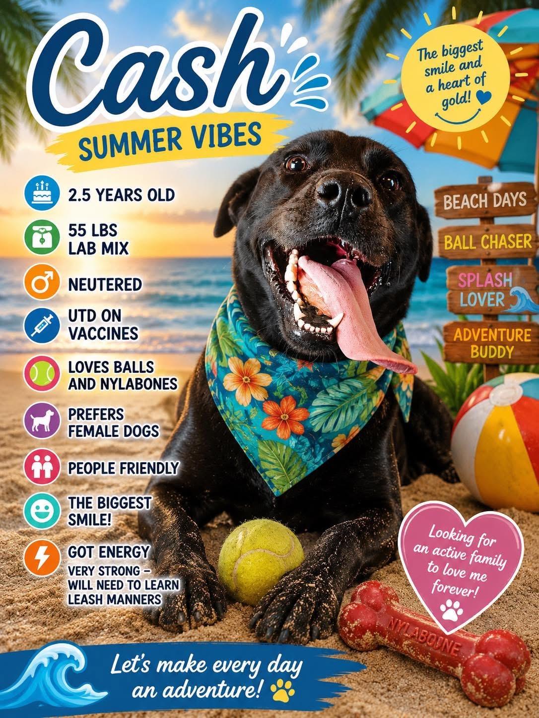Cash, Adoptable, Young Male Black Labrador Retriever.