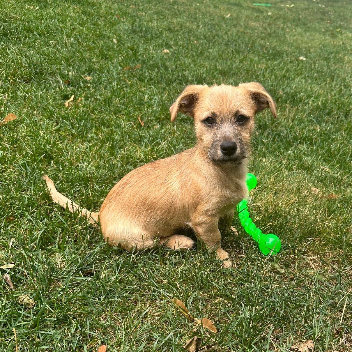 Oakley, Adoptable, Puppy Male Terrier.
