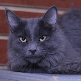 Tommy, a Adoptable Domestic Medium Hair in Minneapolis, MN image 4/4
