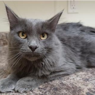 Tommy, a Adoptable Domestic Medium Hair in Minneapolis, MN image 3/4