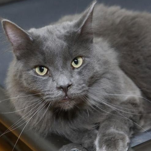 Tommy, a Adoptable Domestic Medium Hair in Minneapolis, MN image 1/4