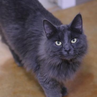 Tommy, a Adoptable Domestic Medium Hair in Minneapolis, MN image 2/4