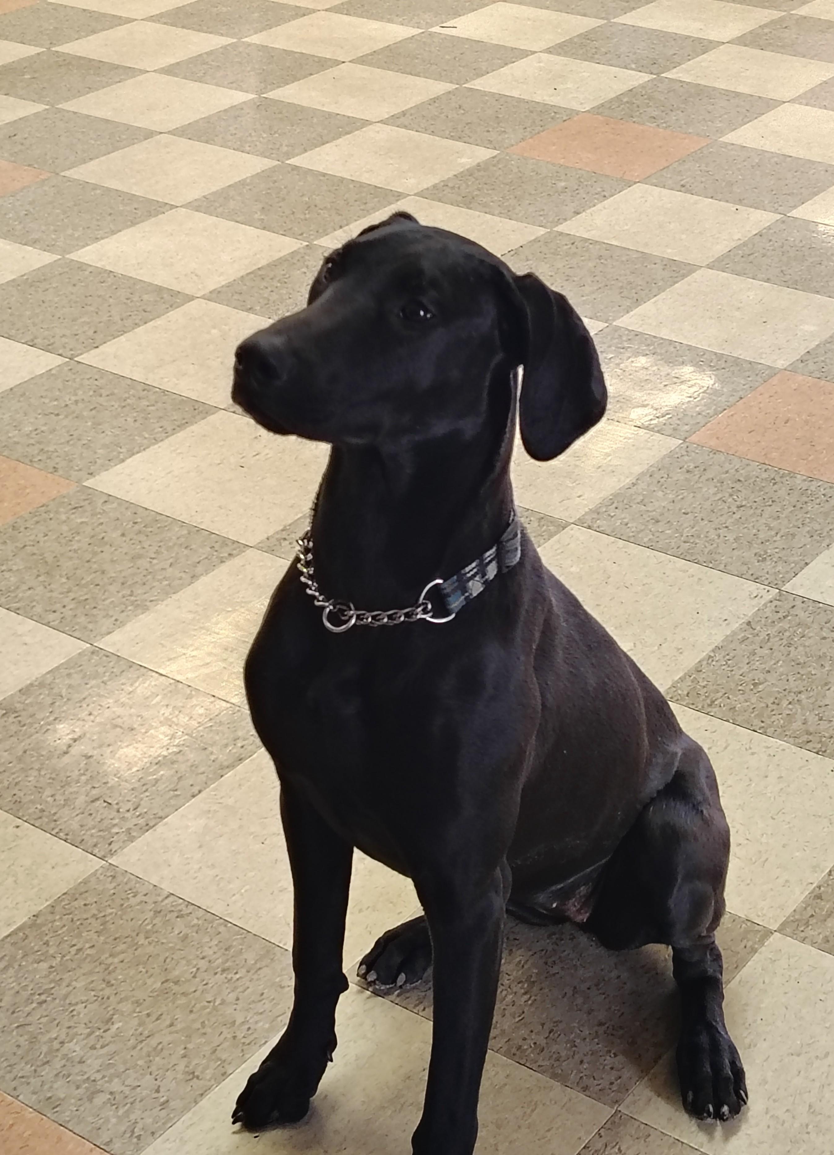 Enlarge Sara, a ADOPTABLE mixed breed in Rockwell City, IA image 1/3