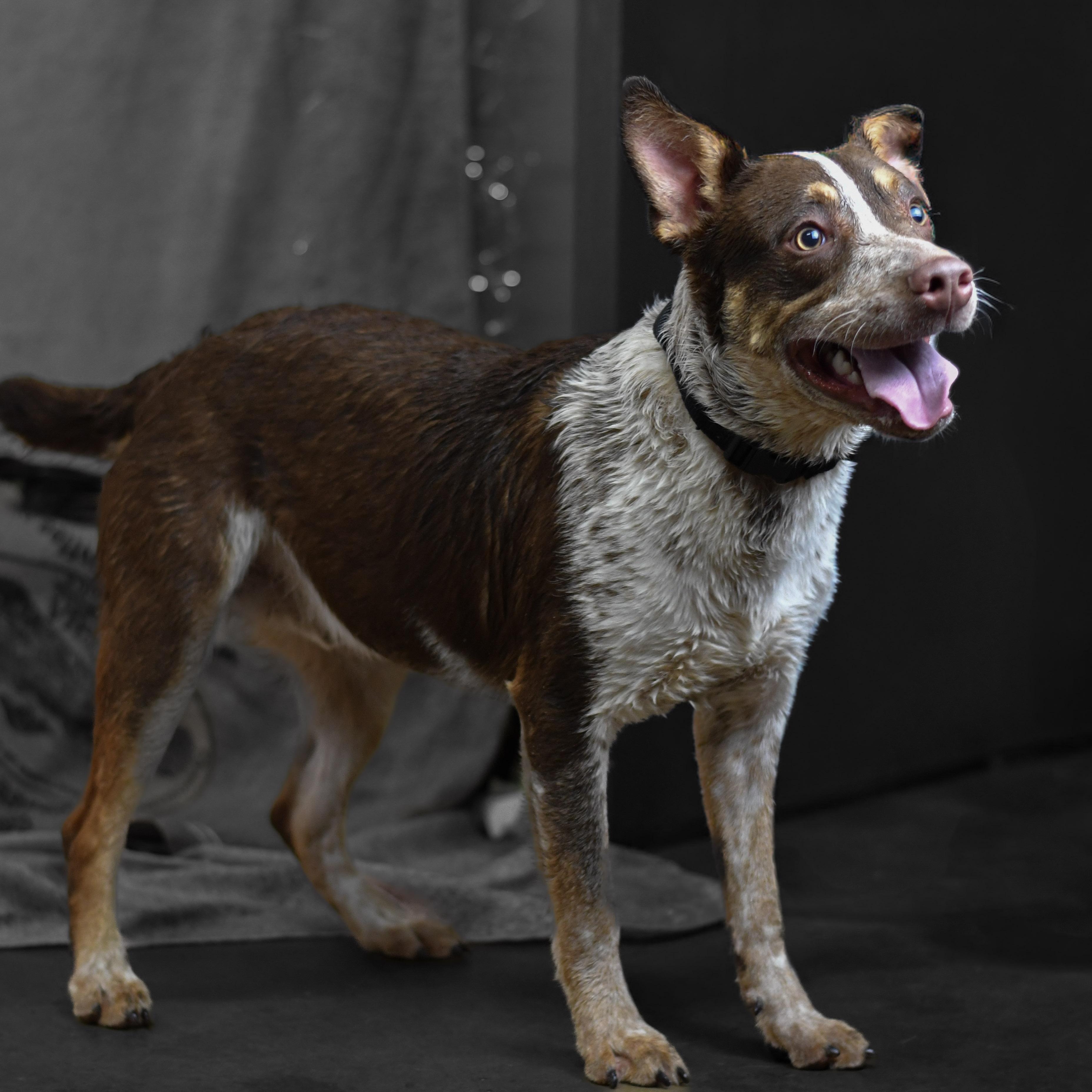 Ebro, a ADOPTABLE mixed breed in Defuniak Springs, FL image 2/2