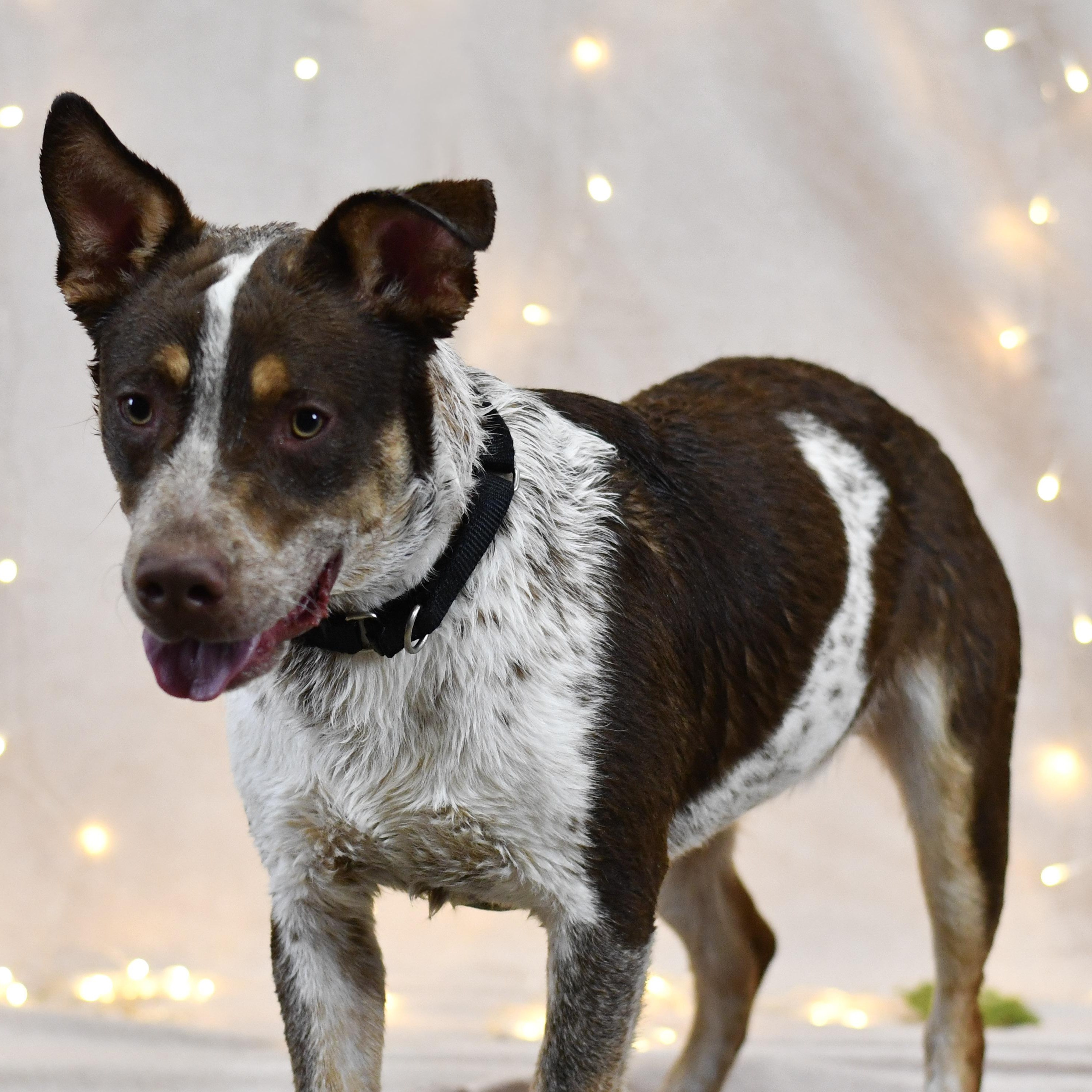 Ebro, ADOPTABLE, Adult Male German Shorthaired Pointer.