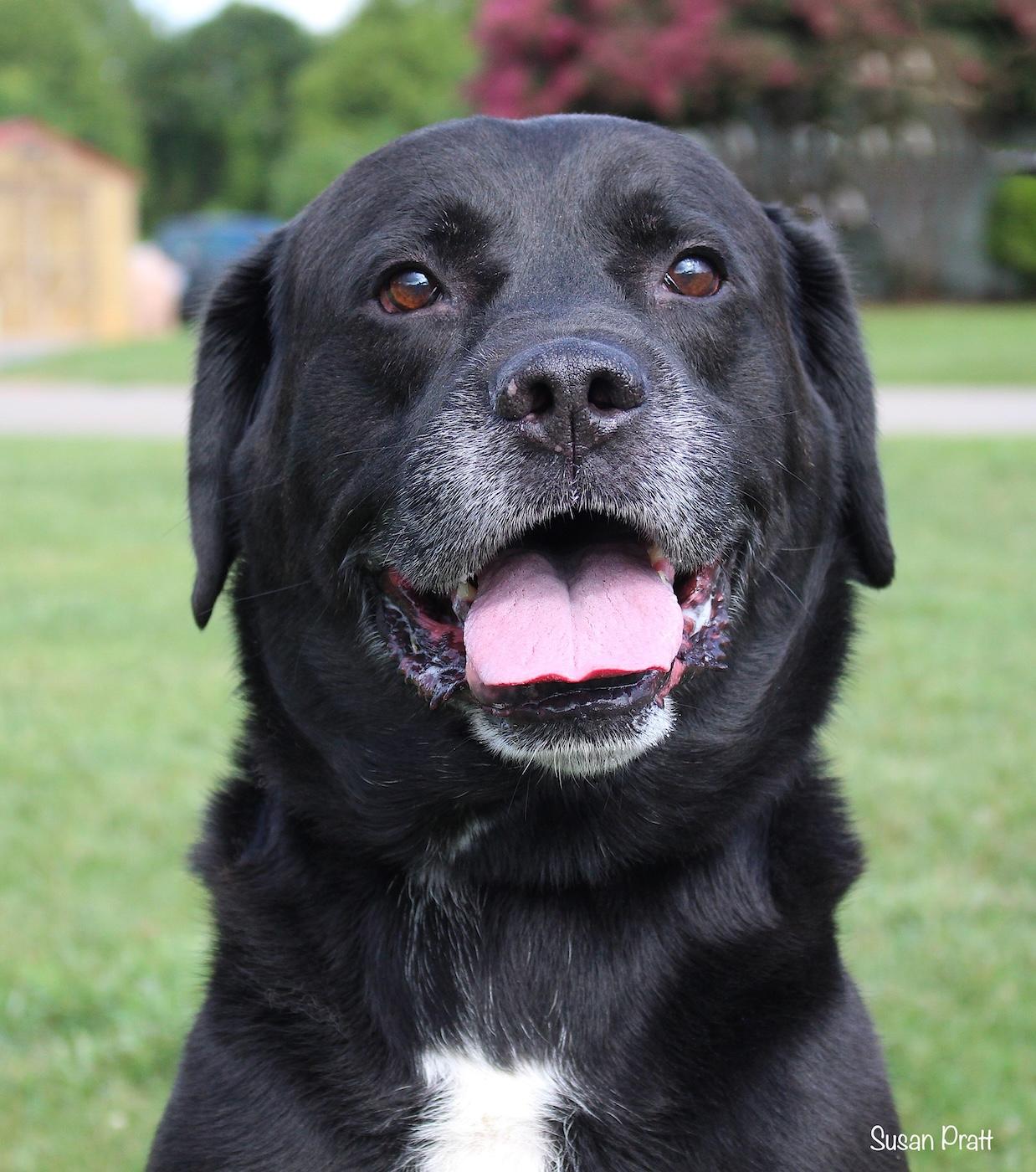 Snavely, Adopted, Adult Male Labrador Retriever.