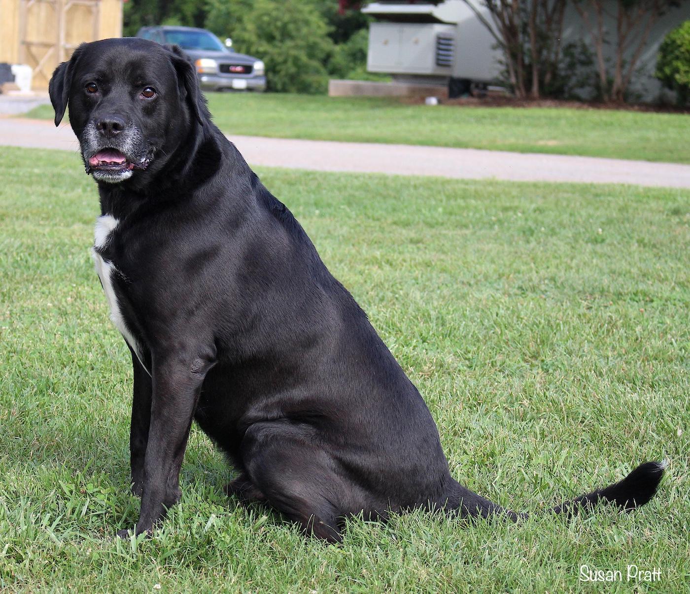 Enlarge Snavely, a Adopted mixed breed in Bedford, VA image 3/3