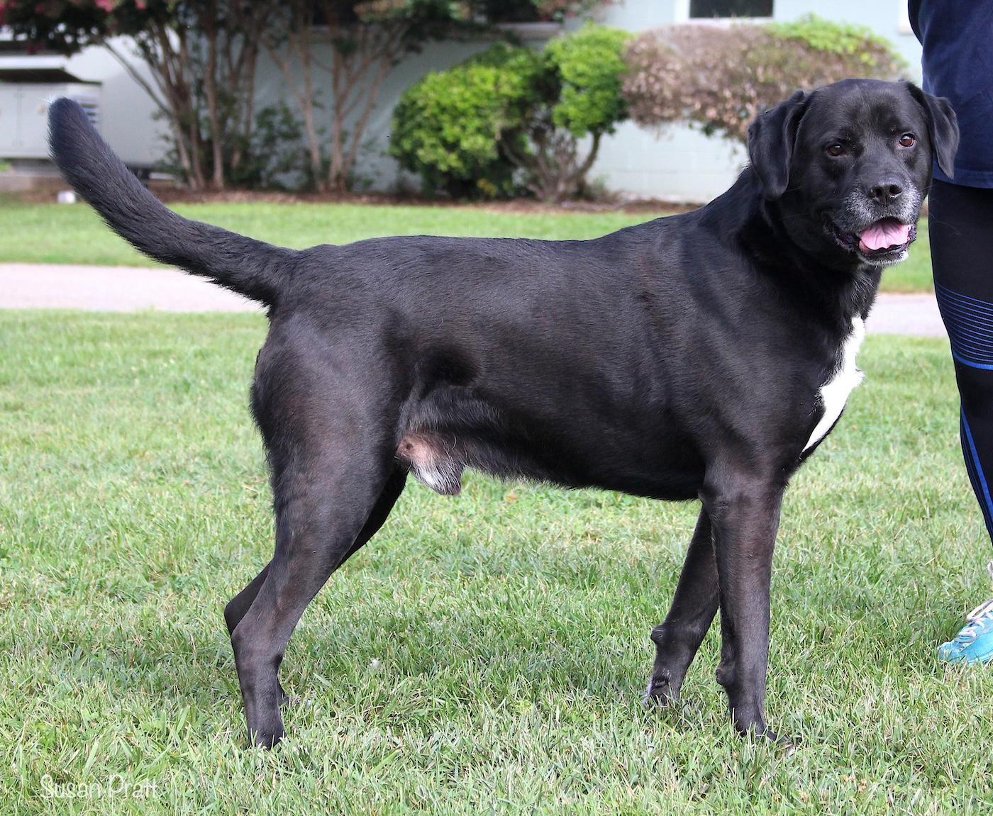 Enlarge Snavely, a Adopted mixed breed in Bedford, VA image 2/3