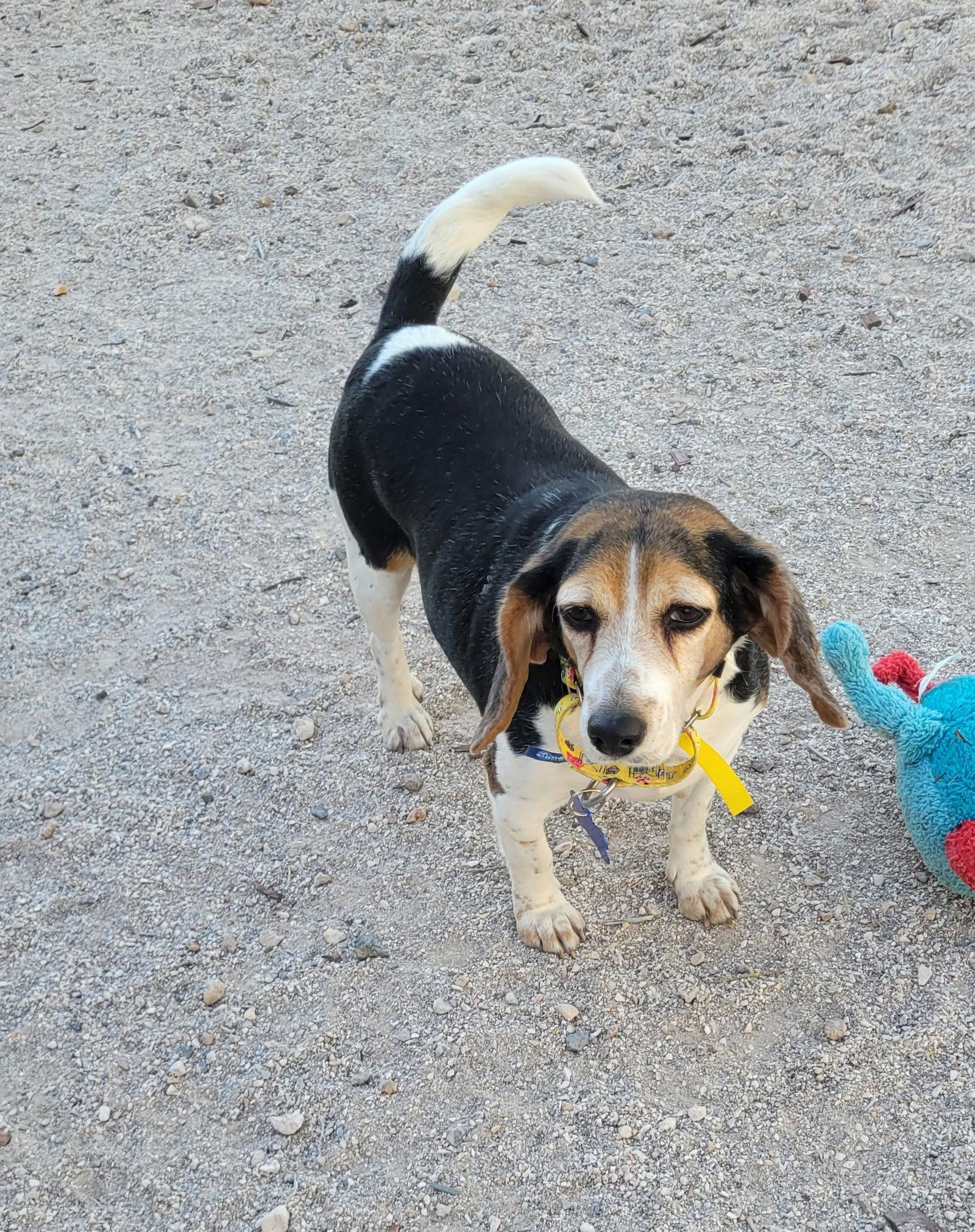 Enlarge Tamale, a Adoptable Beagle in Las Vegas, NV image 1/3
