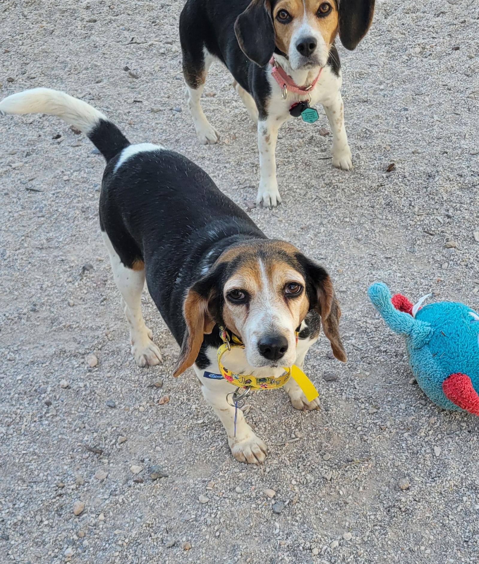 Enlarge Tamale, a Adoptable Beagle in Las Vegas, NV image 3/3