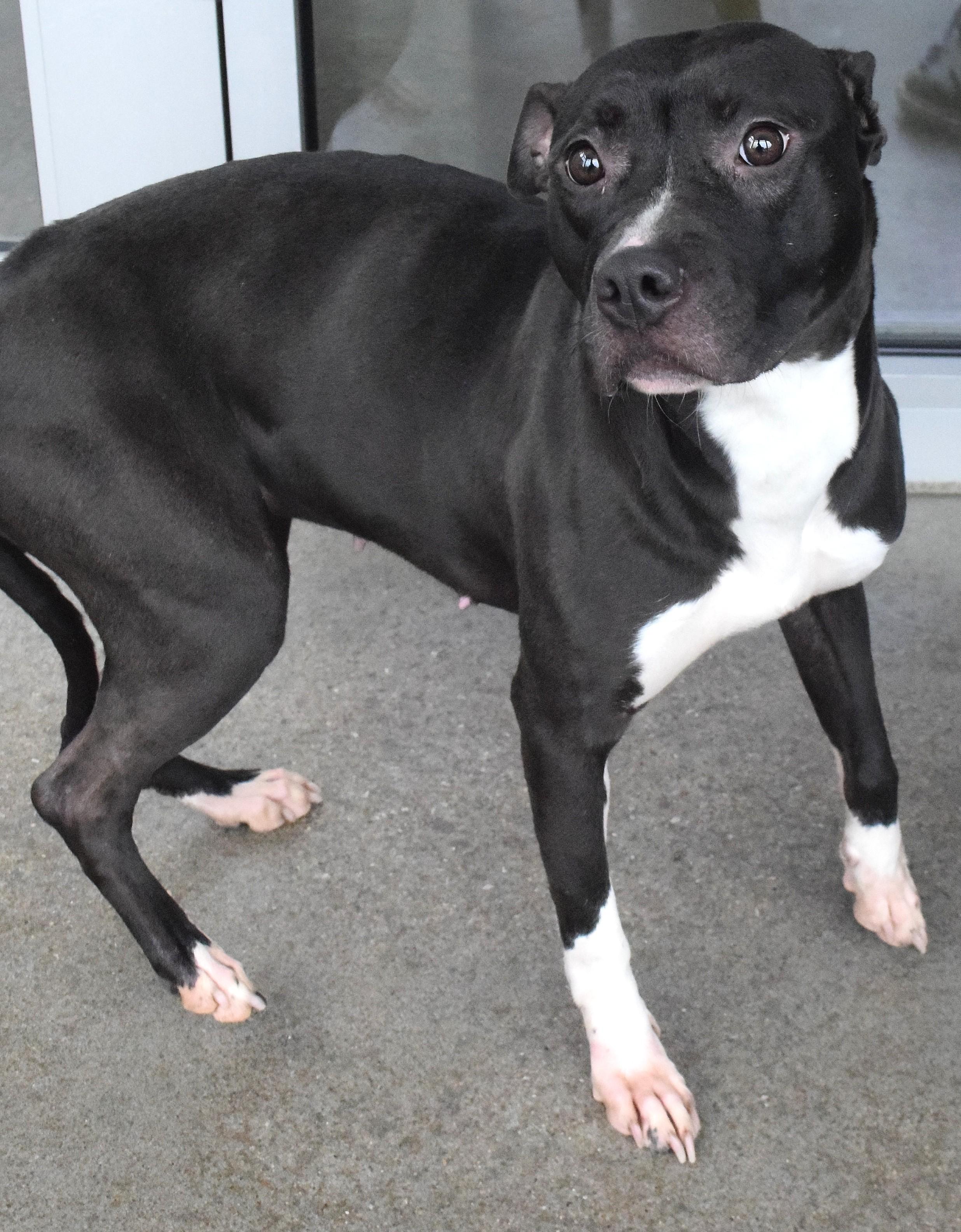 22284, ADOPTABLE, Adult Female Pit Bull Terrier.