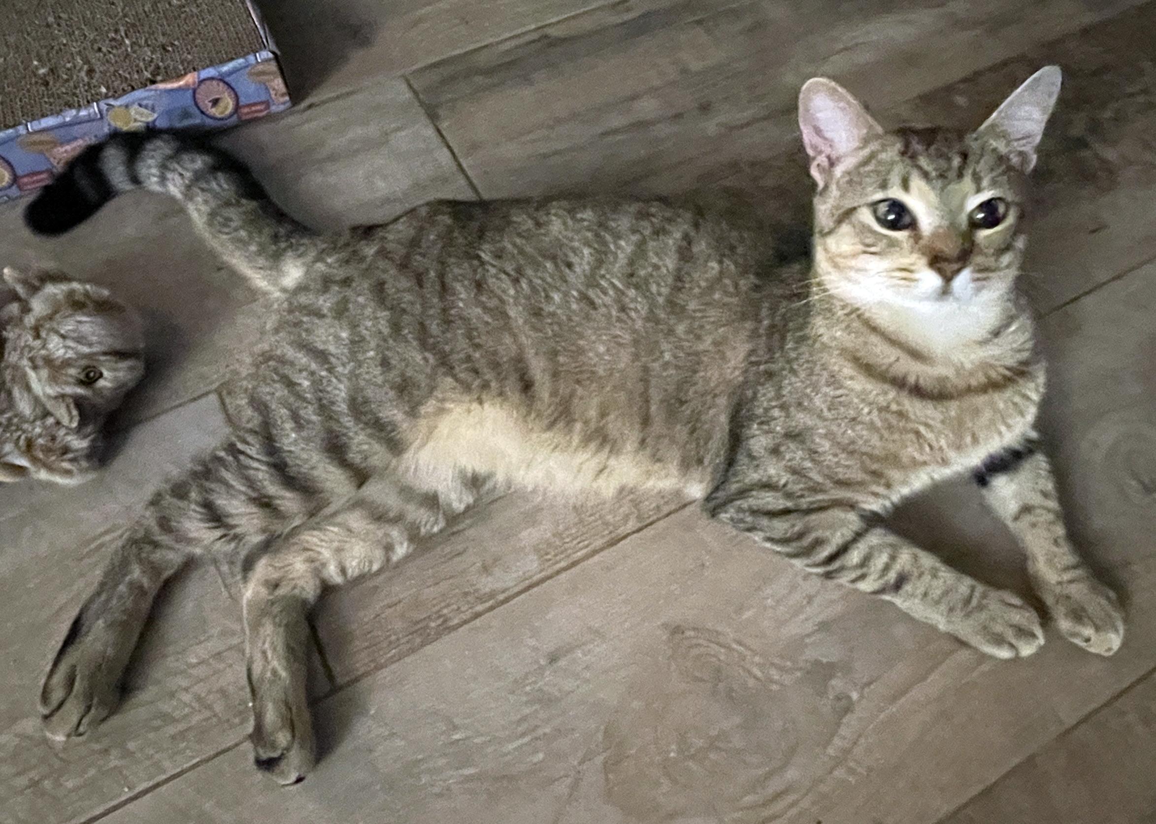 Rubert River, a ADOPTABLE mixed breed in Lake Monroe, FL image 2/3