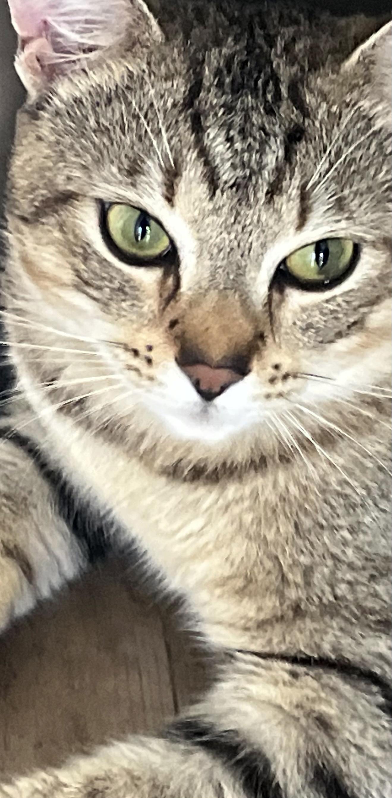 Rubert River, a ADOPTABLE mixed breed in Lake Monroe, FL image 3/3