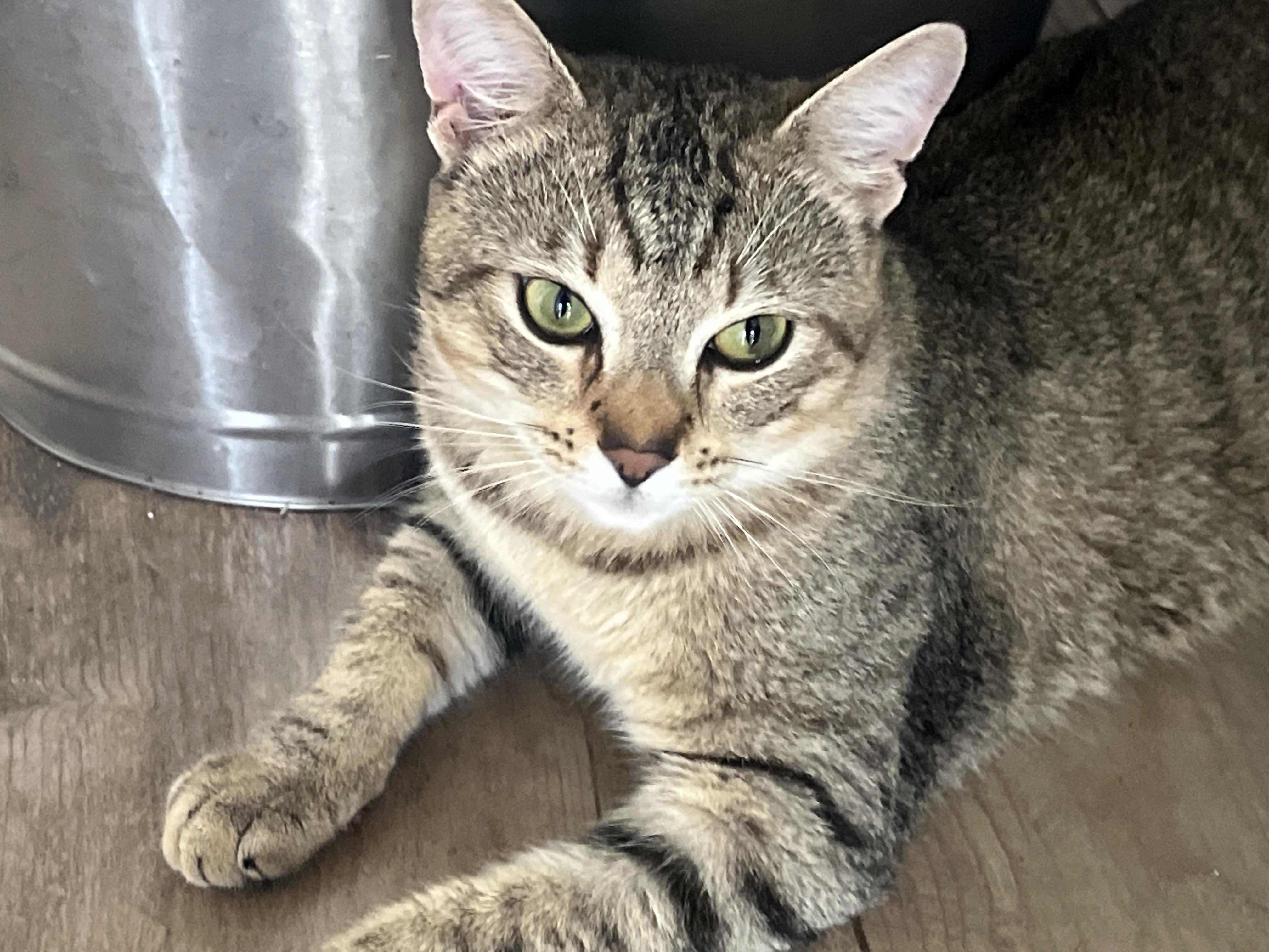 Rubert River, ADOPTABLE, Young Male Domestic Short Hair & Tabby.