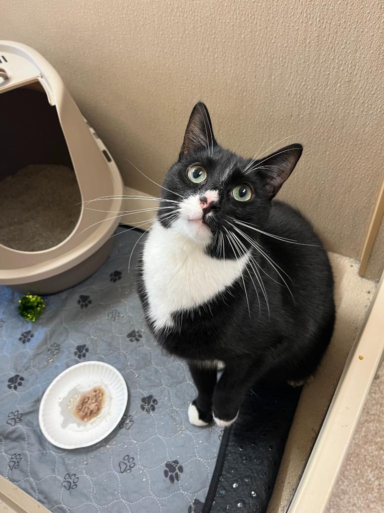 Chippu, Adopted, Adult Male Domestic Short Hair.