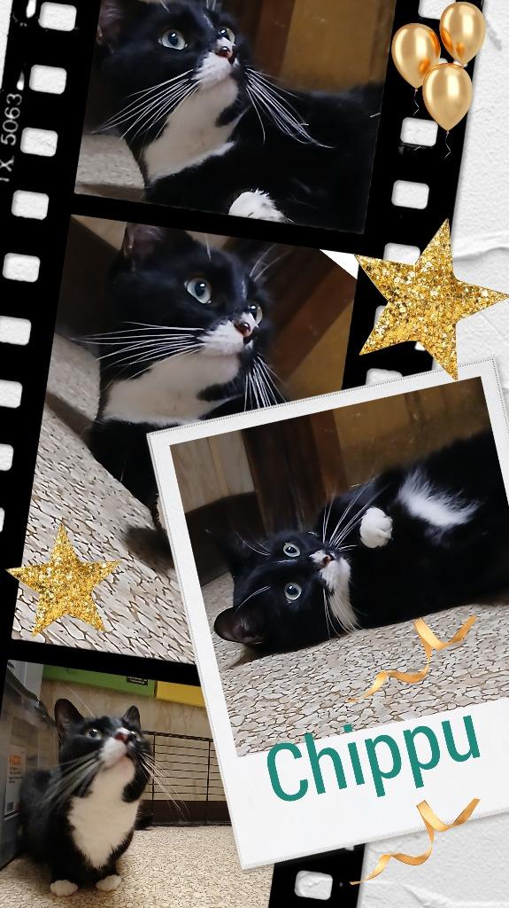 Enlarge Chippu, a Adopted mixed breed in Utica, MI image 2/2