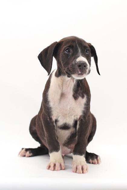 Enlarge Titan, a Adoptable mixed breed in Morton Grove, IL image 1/2