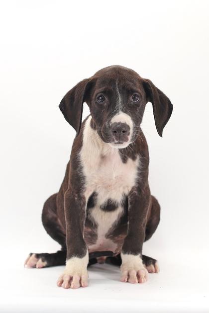 Enlarge Titan, a Adoptable mixed breed in Morton Grove, IL image 2/2