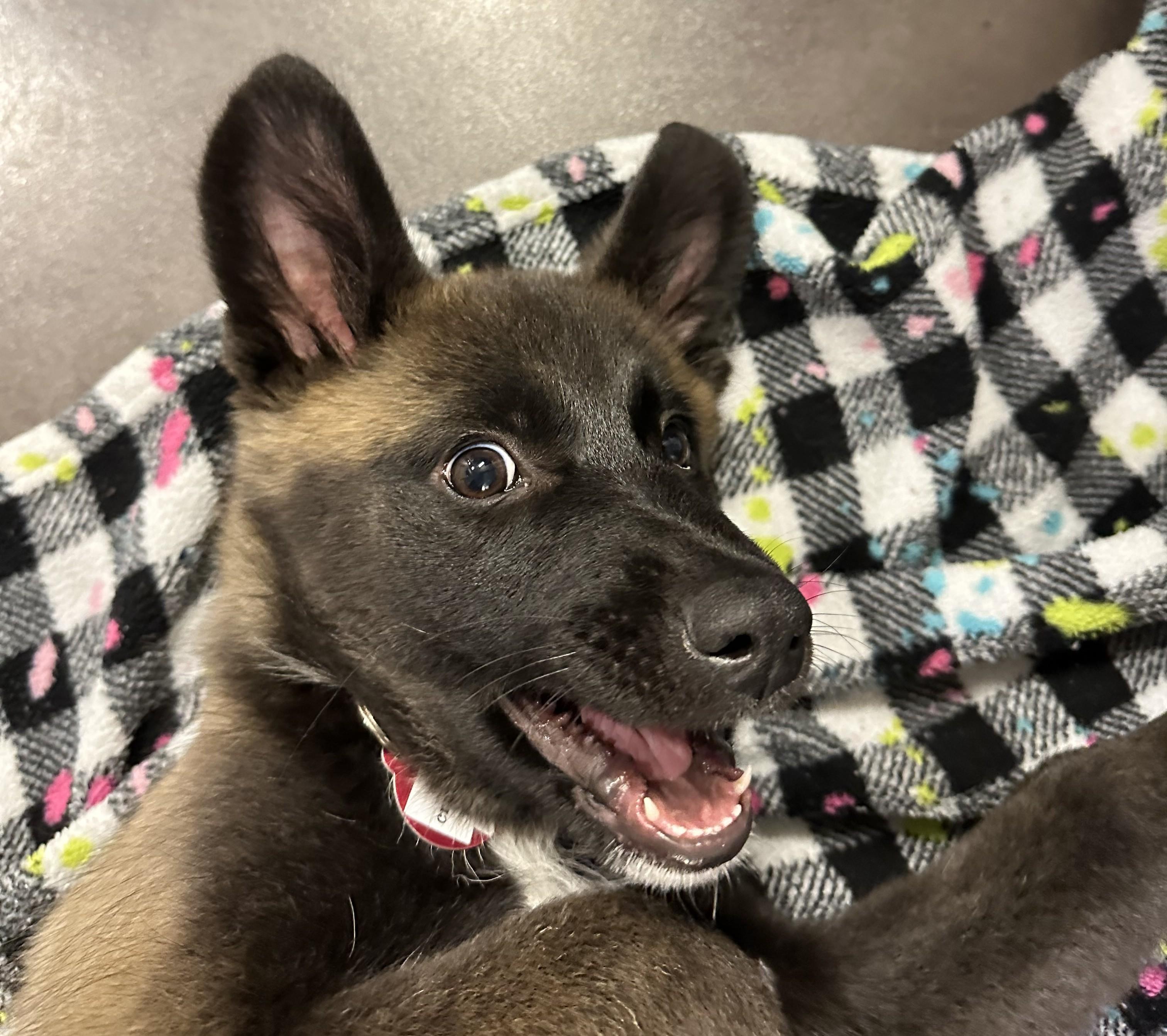Enlarge Cranberry Sauce, a ADOPTABLE mixed breed in Seattle, WA image 4/5