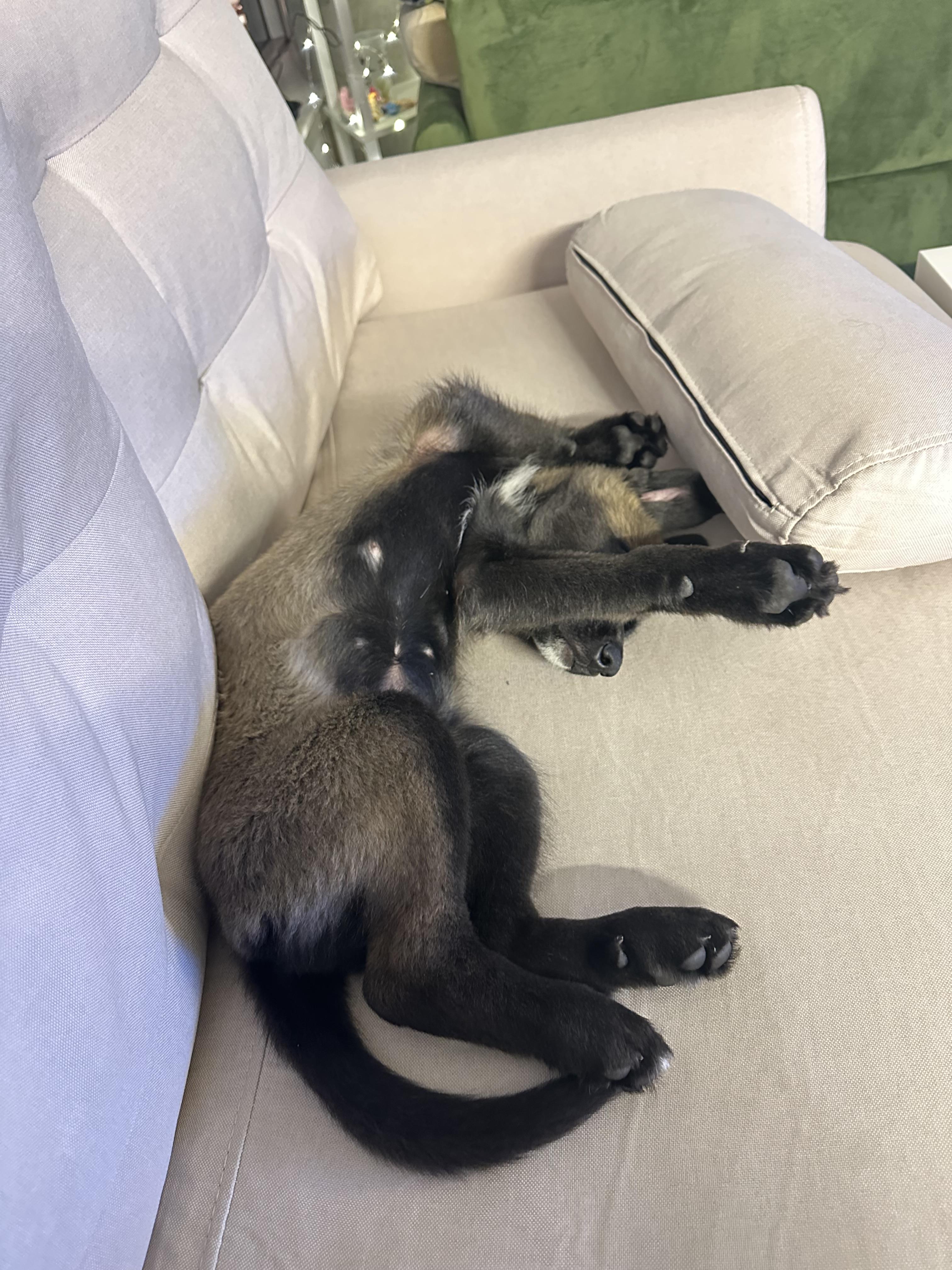 Enlarge Cranberry Sauce, a ADOPTABLE mixed breed in Seattle, WA image 5/5