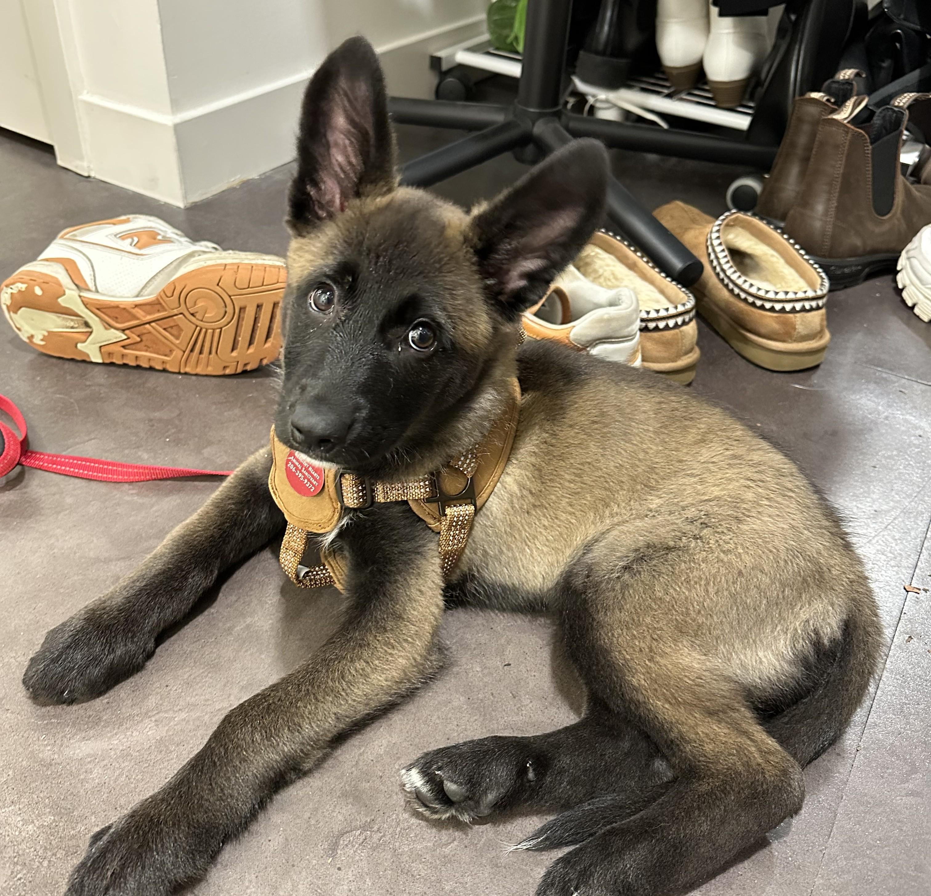 Cranberry Sauce, ADOPTABLE, Puppy Female Shepherd.