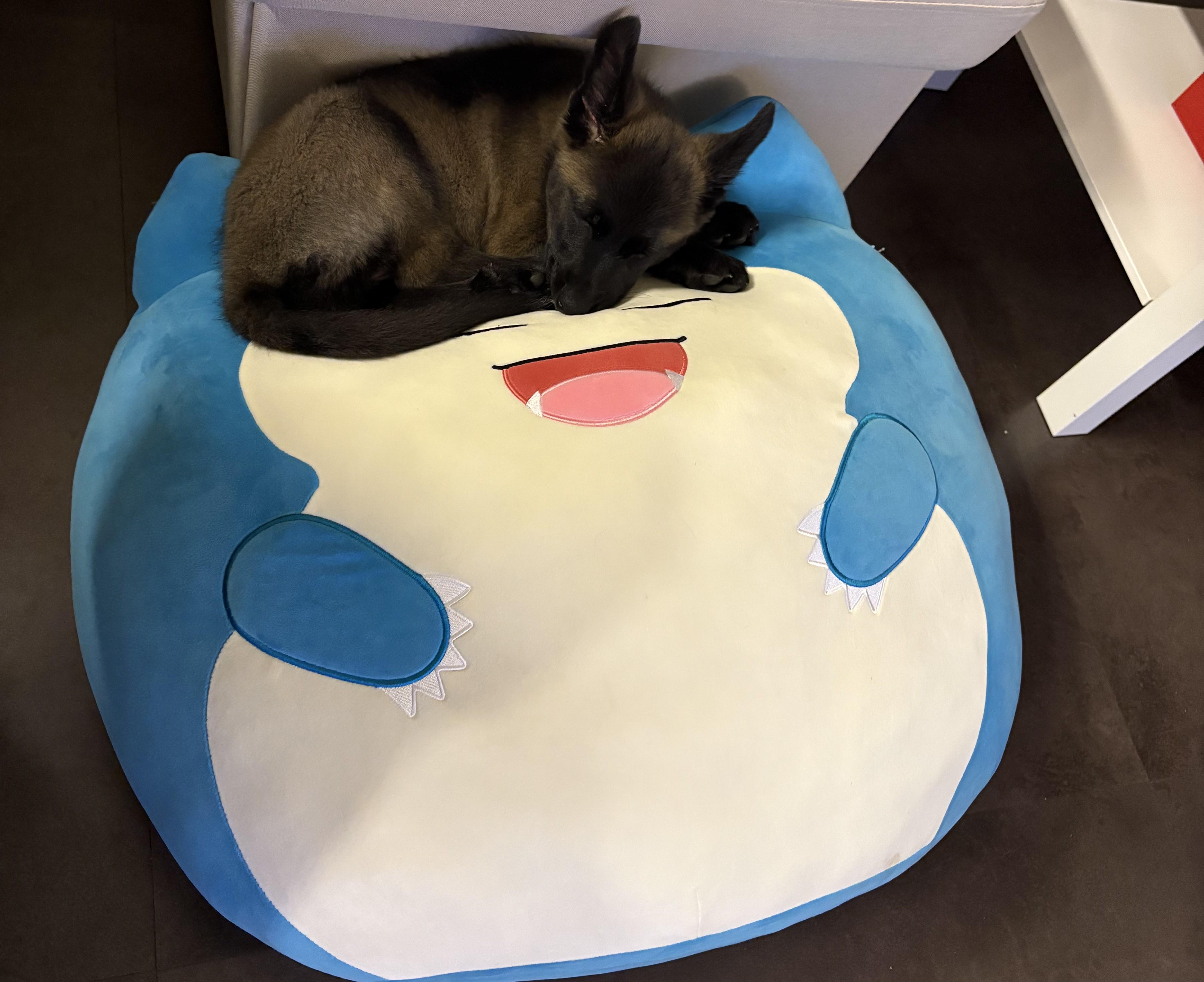 Enlarge Cranberry Sauce, a ADOPTABLE mixed breed in Seattle, WA image 3/5