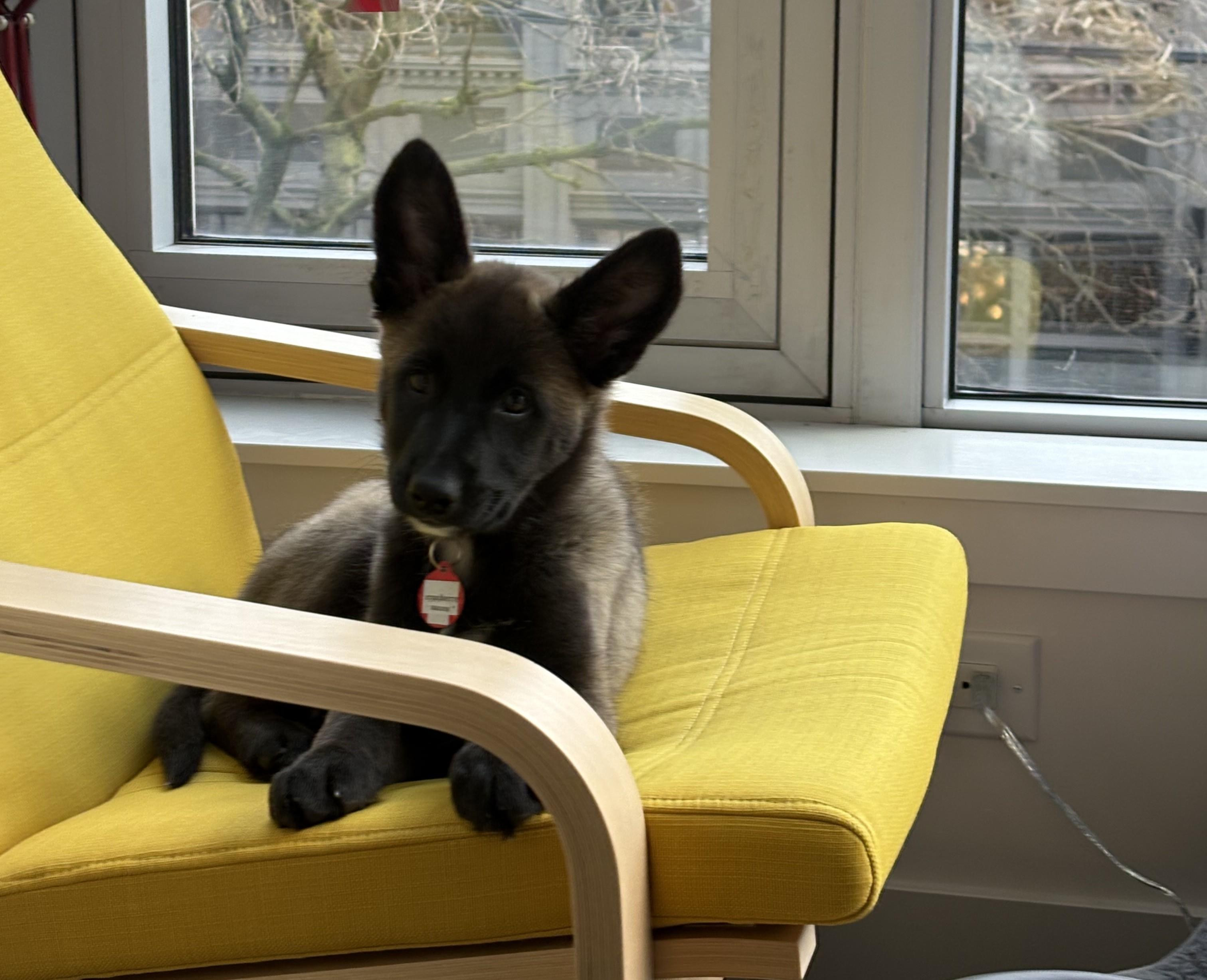 Enlarge Cranberry Sauce, a ADOPTABLE mixed breed in Seattle, WA image 2/5