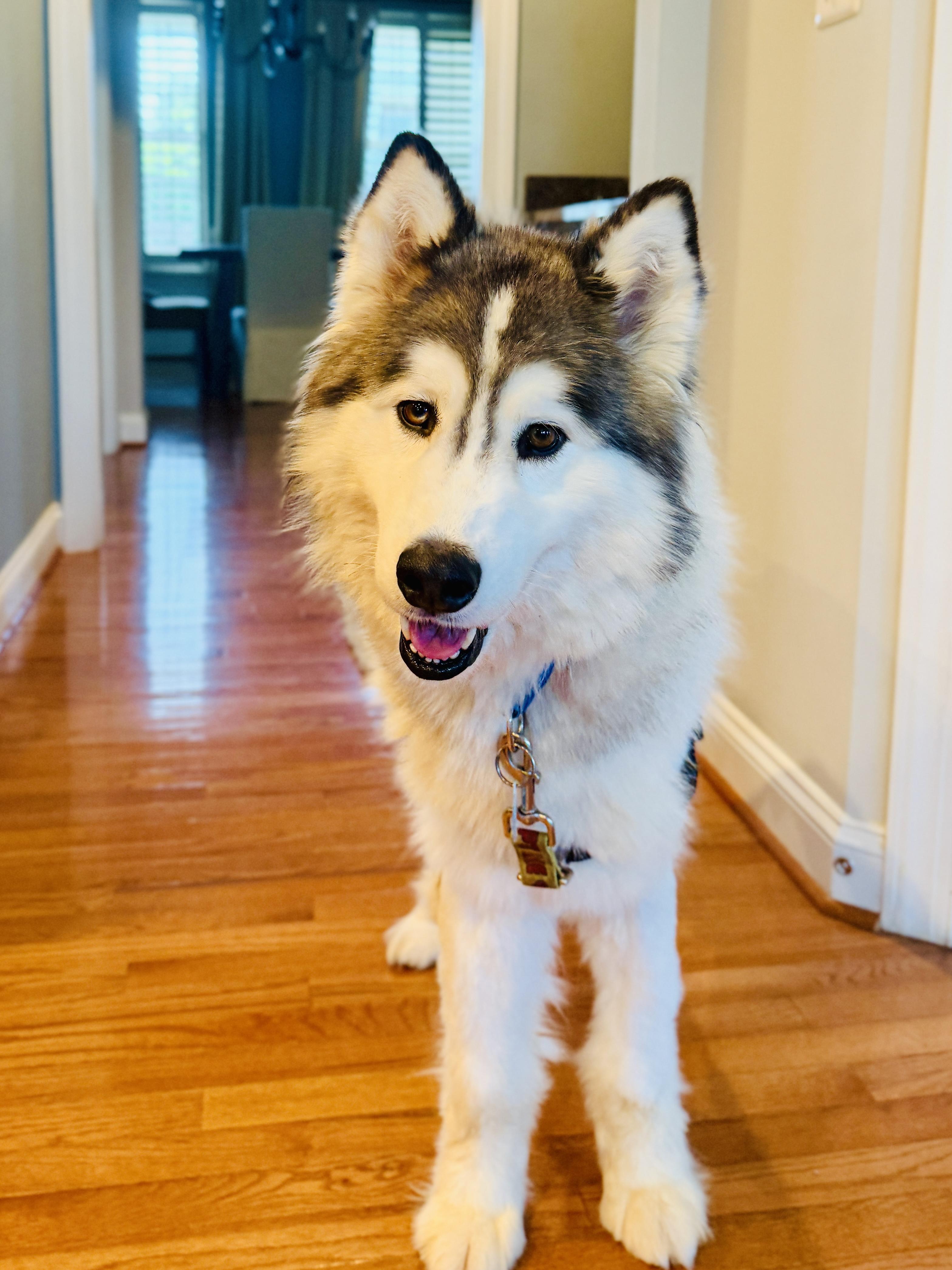 Enlarge Nanoook, a Adoptable Siberian Husky in Gettysburg, PA image 3/4