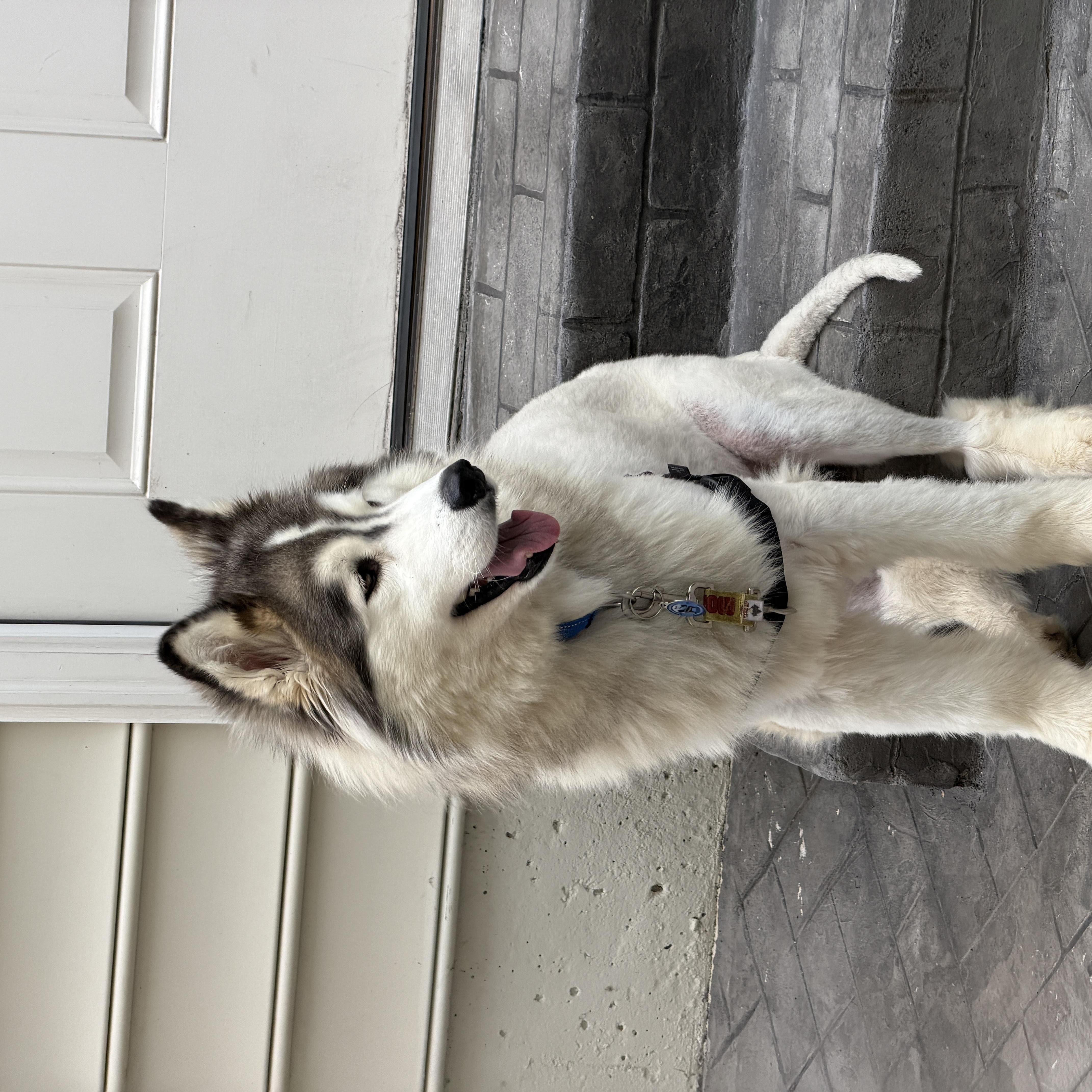Nanoook, Adoptable, Adult Male Siberian Husky.