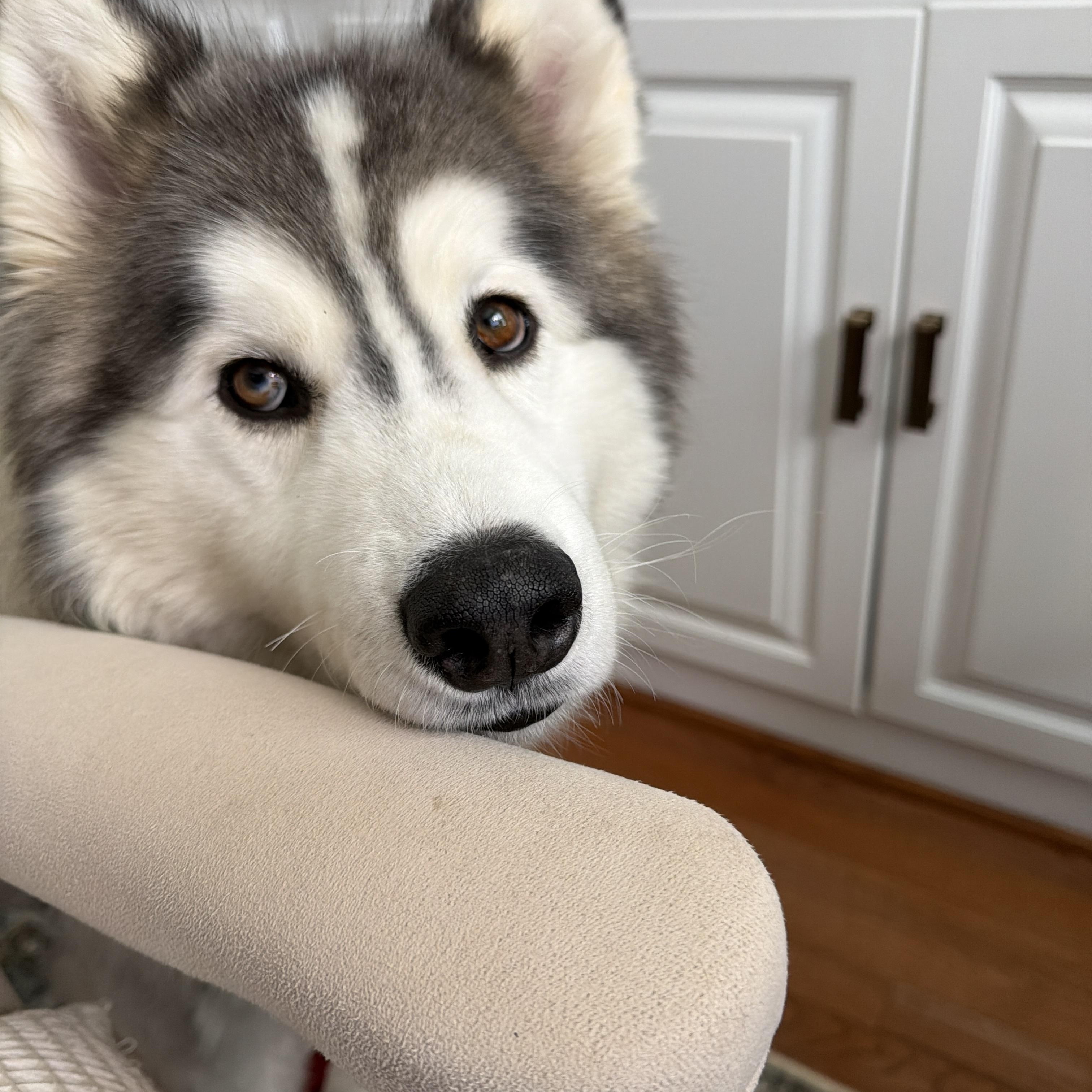 Enlarge Nanoook, a Adoptable Siberian Husky in Gettysburg, PA image 4/4