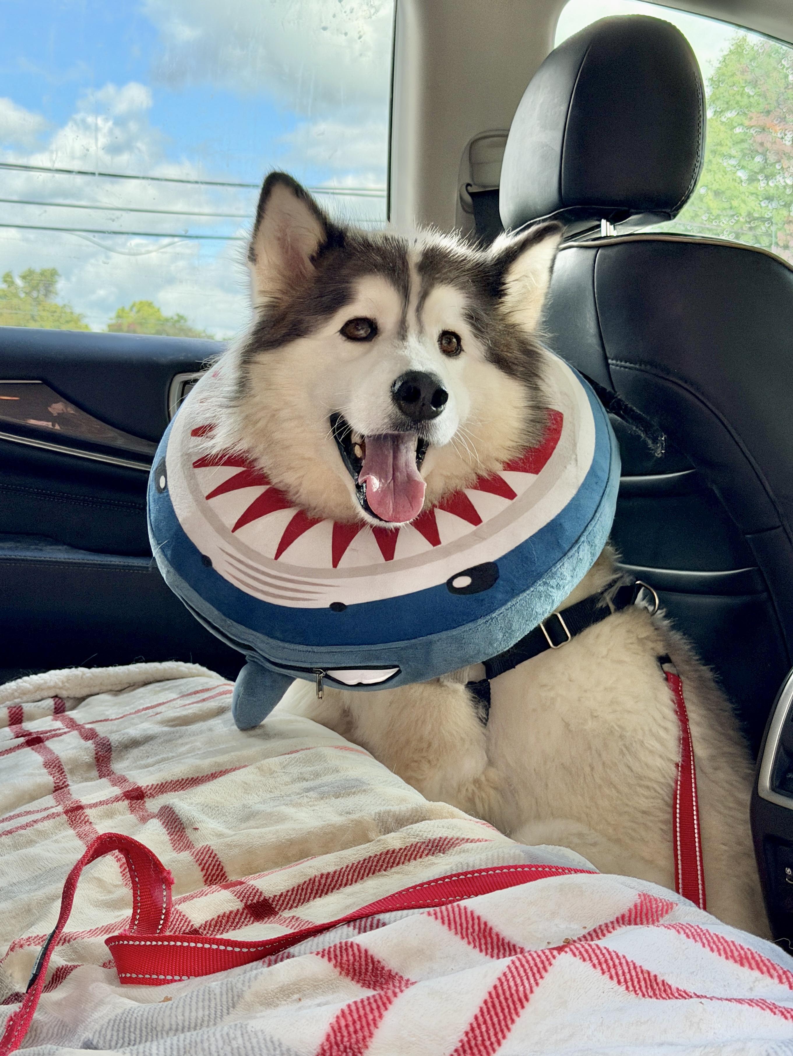 Enlarge Nanoook, a Adoptable Siberian Husky in Gettysburg, PA image 2/4