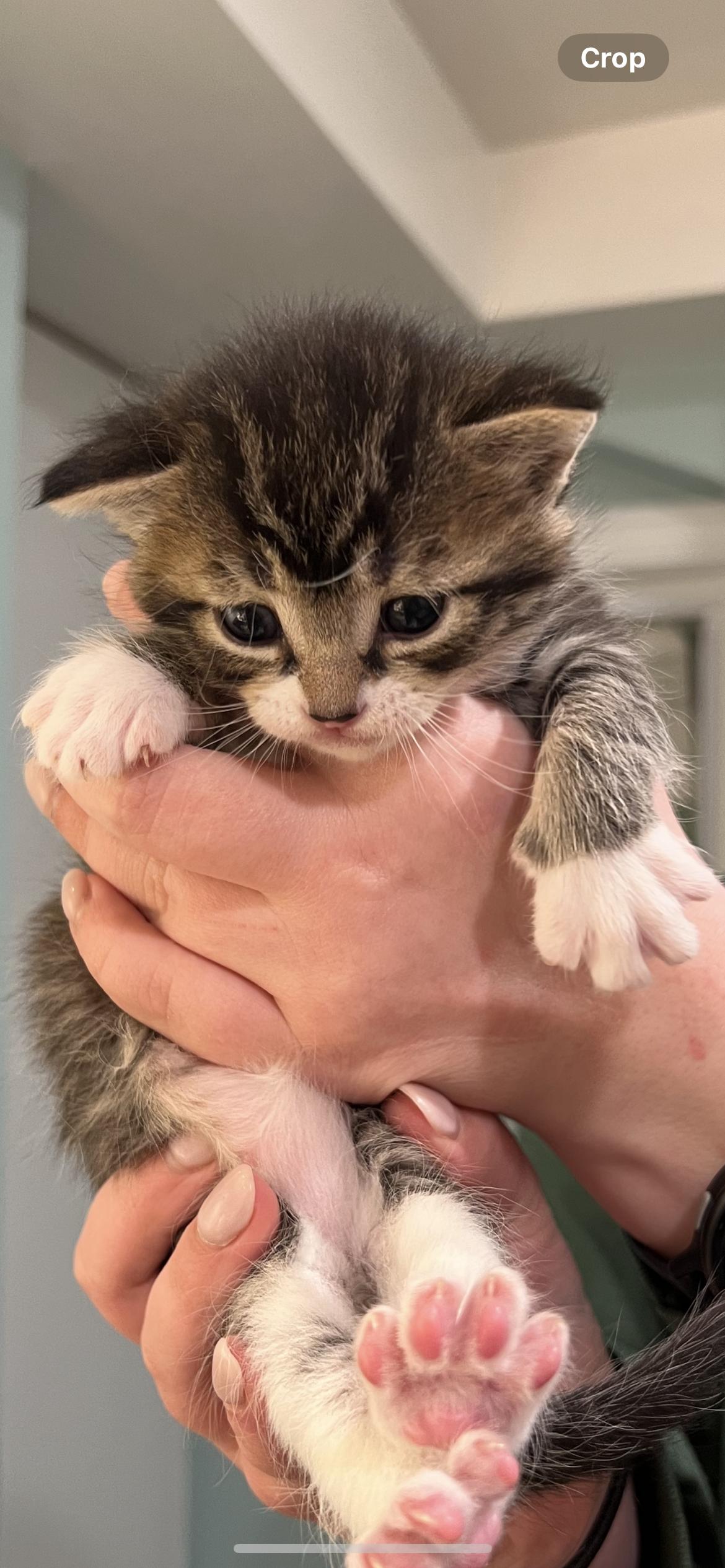 Enlarge Miso and Muffin, a ADOPTABLE Domestic Short Hair in Wellesley, MA image 3/5