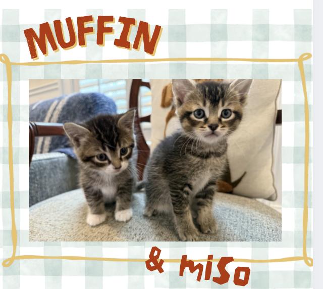 Miso and Muffin, ADOPTABLE, Kitten Male Domestic Short Hair.