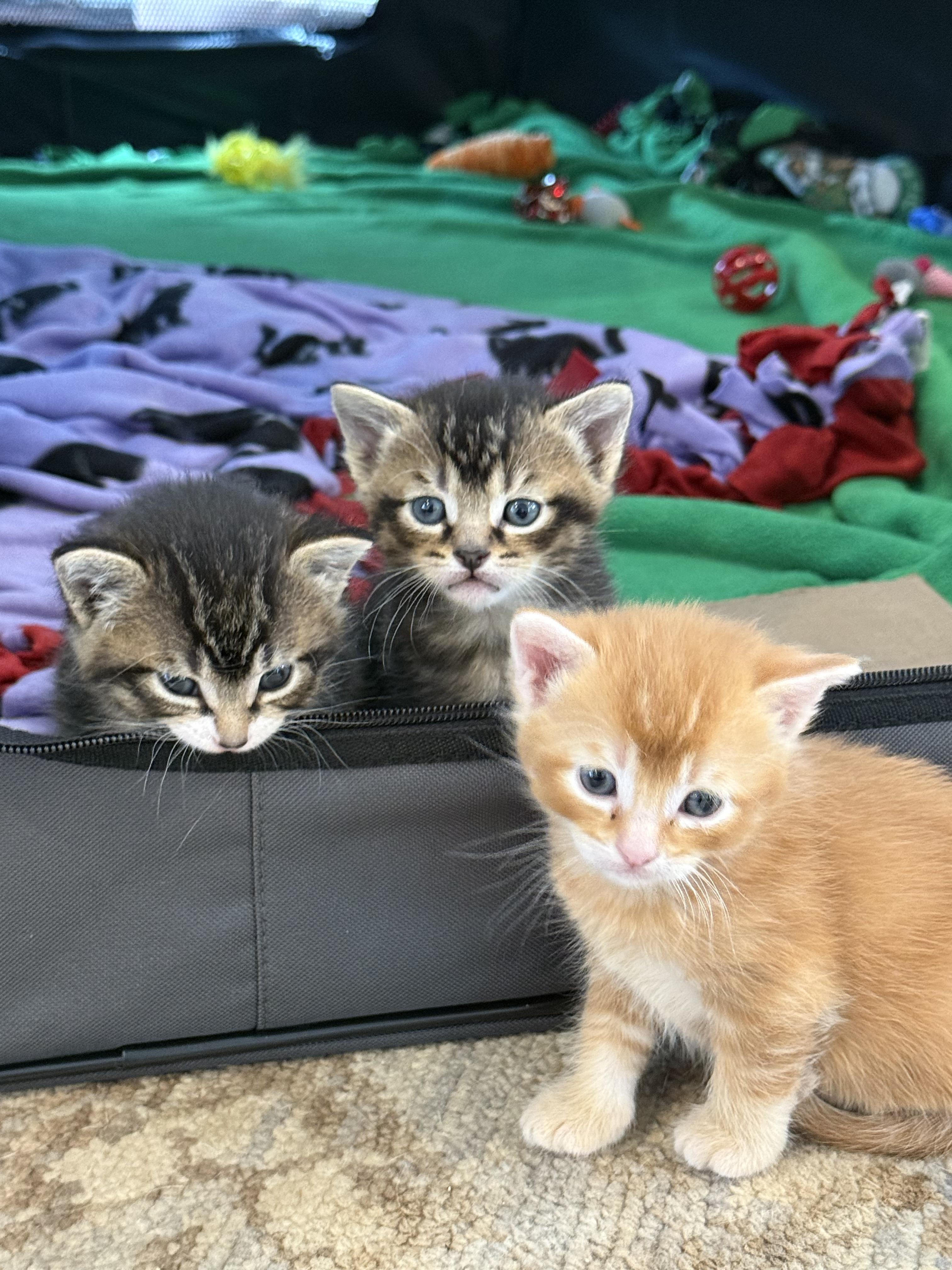 Enlarge Miso and Muffin, a ADOPTABLE Domestic Short Hair in Wellesley, MA image 4/5