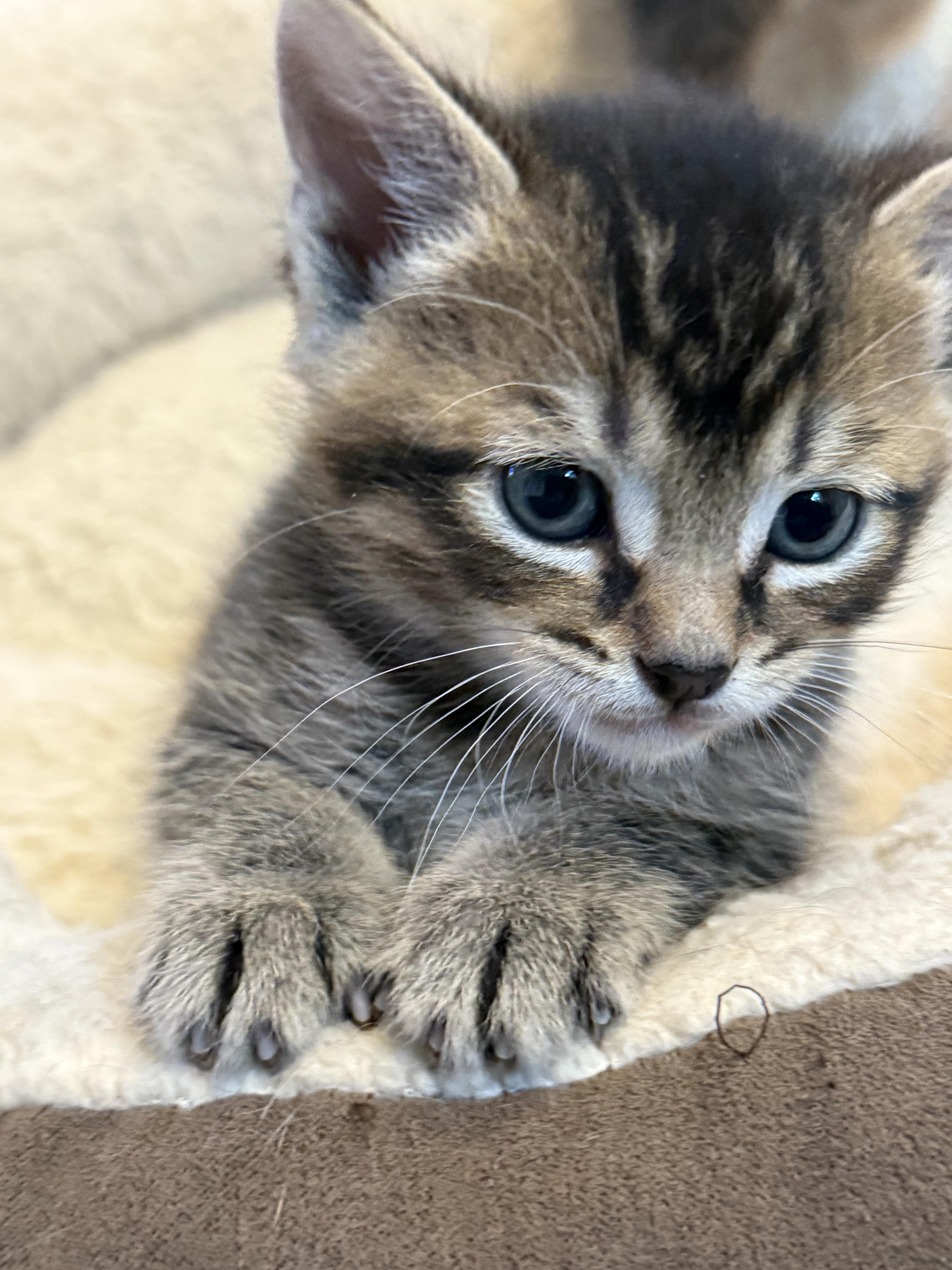 Enlarge Miso and Muffin, a ADOPTABLE Domestic Short Hair in Wellesley, MA image 5/5